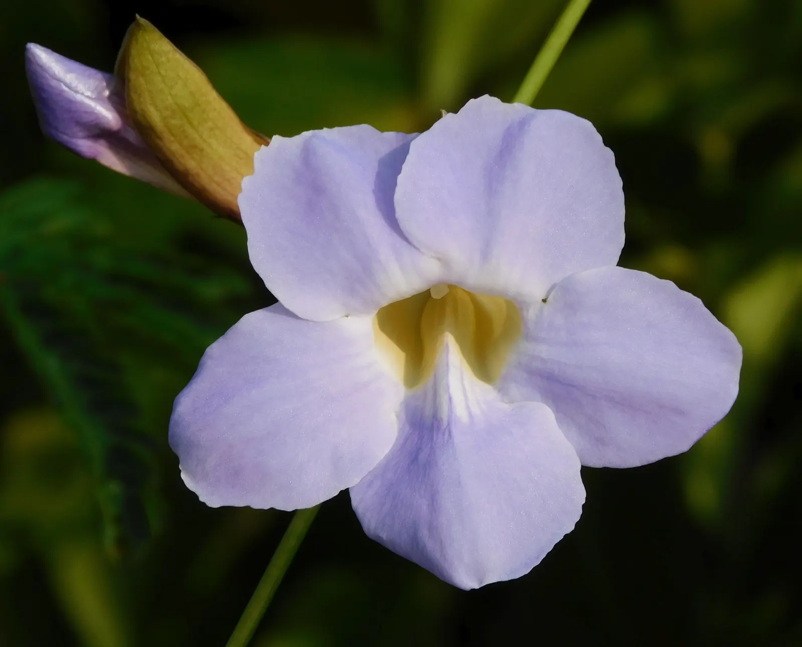 Sky Flower, Sky Vine (Thunbergia Grandiflora) — vertical elements in the garden; making it an ideal plant for creating lush