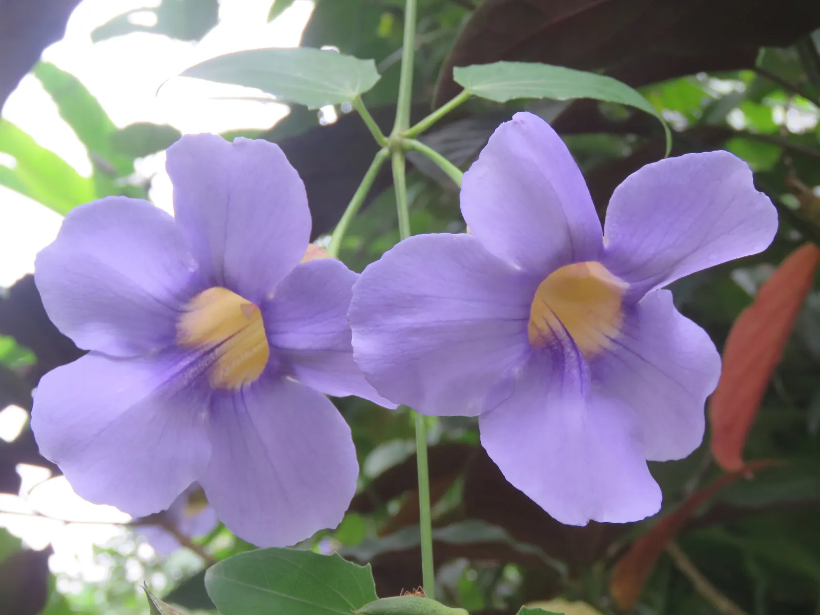 Sky Flower, Sky Vine (Thunbergia Grandiflora) — requiring well-draining soil and moderate watering; thunbergia grandiflora, commonly known as Sky Flower or Sky