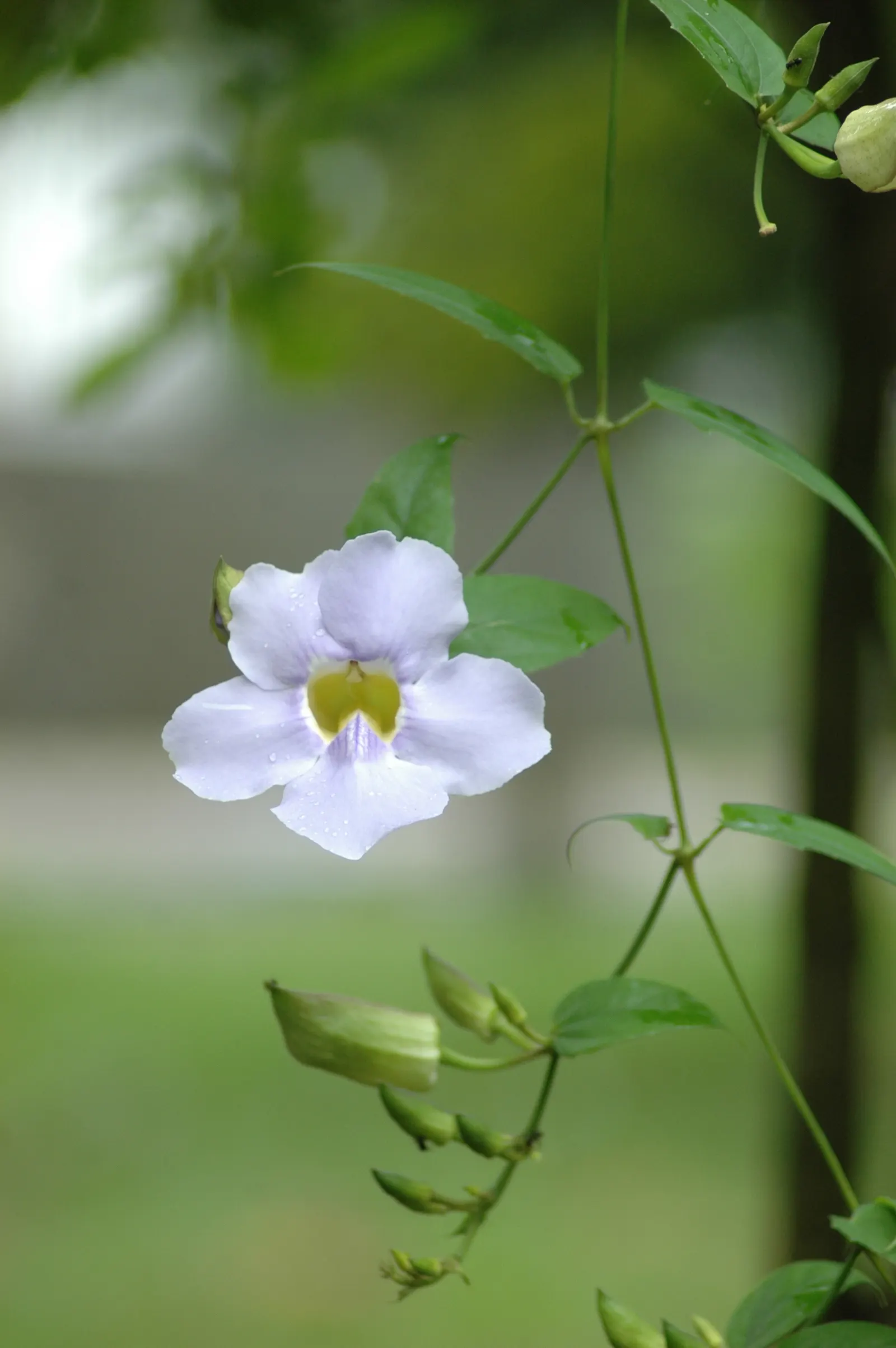 Sky Flower, Sky Vine (Thunbergia Grandiflora) — Regular pruning encourages bushier growth and can help manage its spread; it flourishes in USDA, image 98