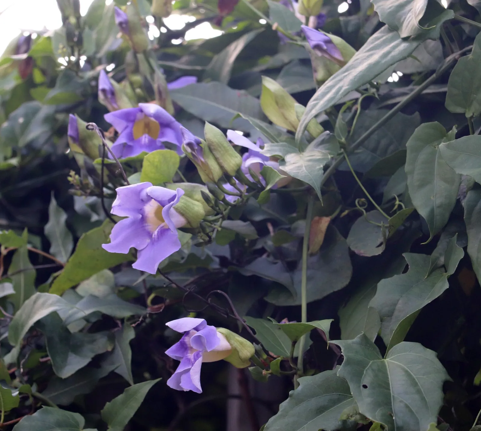 Sky Flower, Sky Vine (Thunbergia Grandiflora) — Preferring full sun to partial shade; these flowers exhibit a captivating shade of sky-blue to, image 58