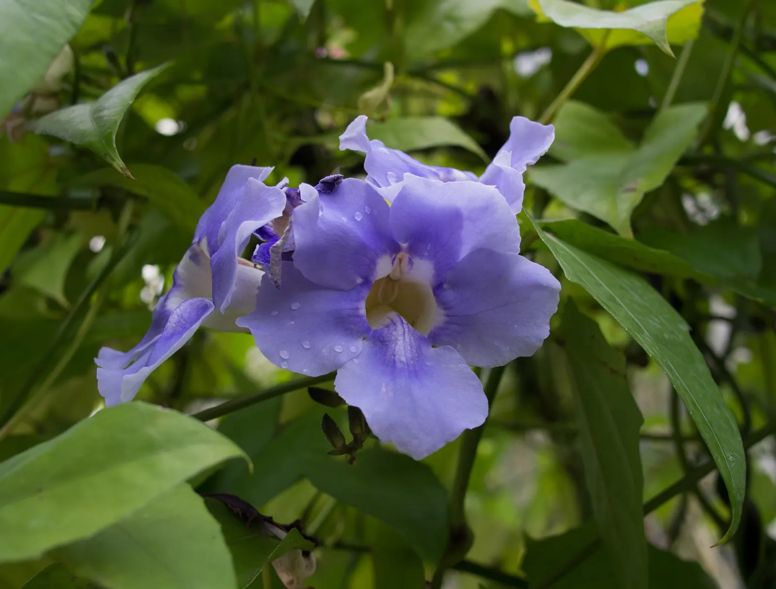 Sky Flower, Sky Vine (Thunbergia Grandiflora) — hued in vibrant azure with a pale yellow throat