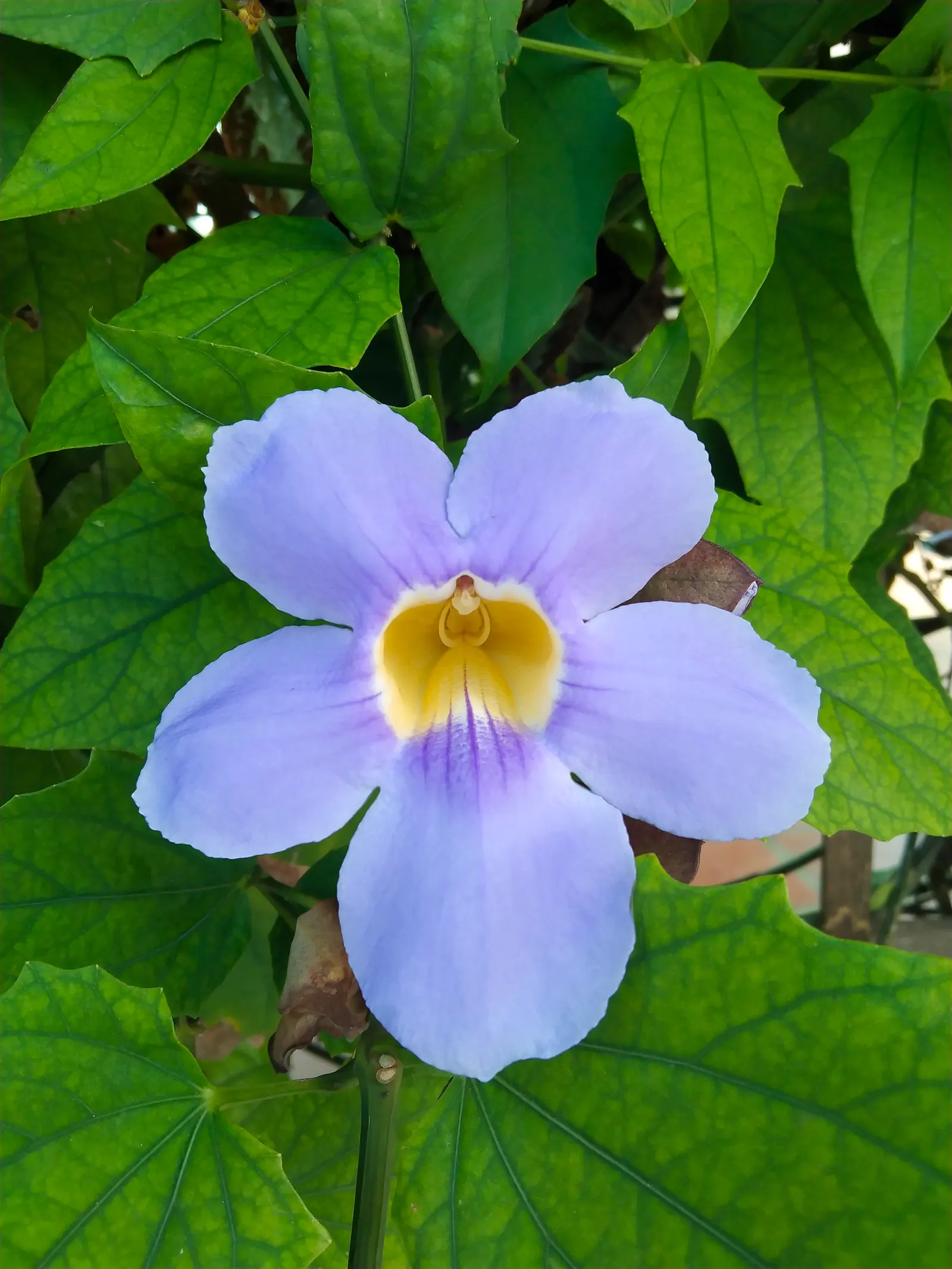 Sky Flower, Sky Vine (Thunbergia Grandiflora) — it flourishes in USDA zones 8-11; regular pruning encourages bushier growth and can help manage its, image 85