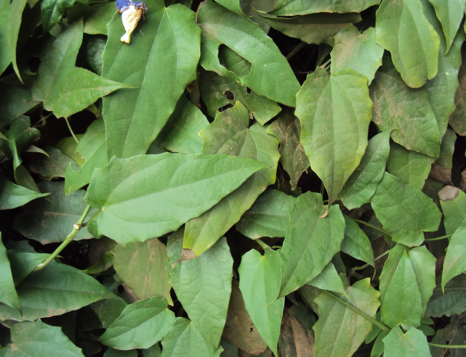 Sky Flower, Sky Vine (Thunbergia Grandiflora) — it flourishes in USDA zones 8-11