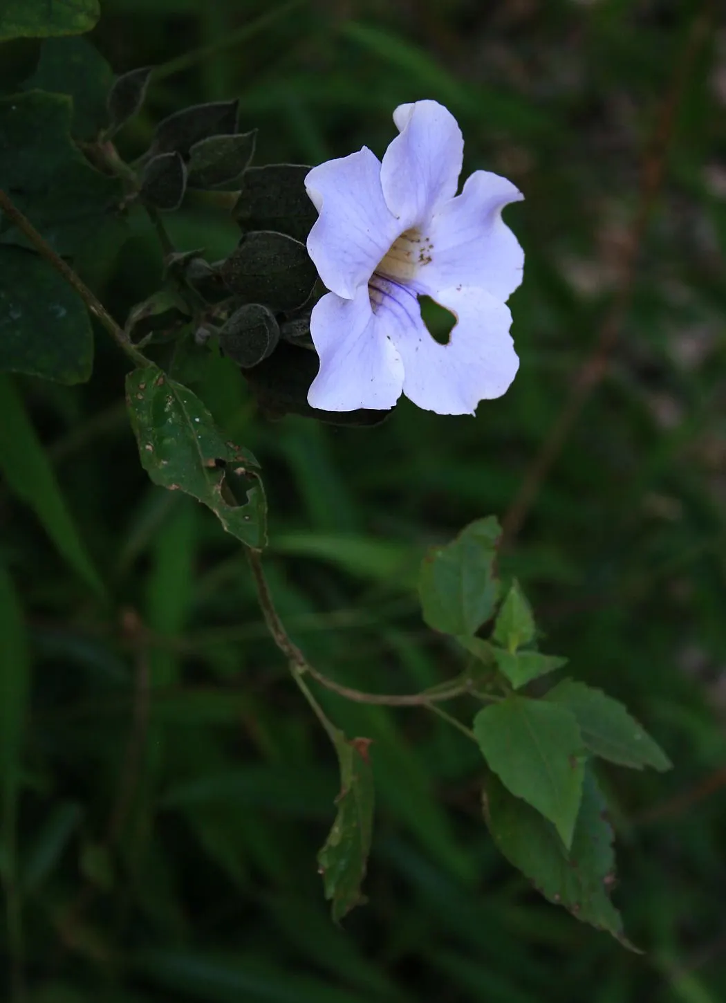 Sky Flower, Sky Vine (Thunbergia Grandiflora) — Ample watering is essential during hot weather; however; consider its robust growth and maintenance, image 96