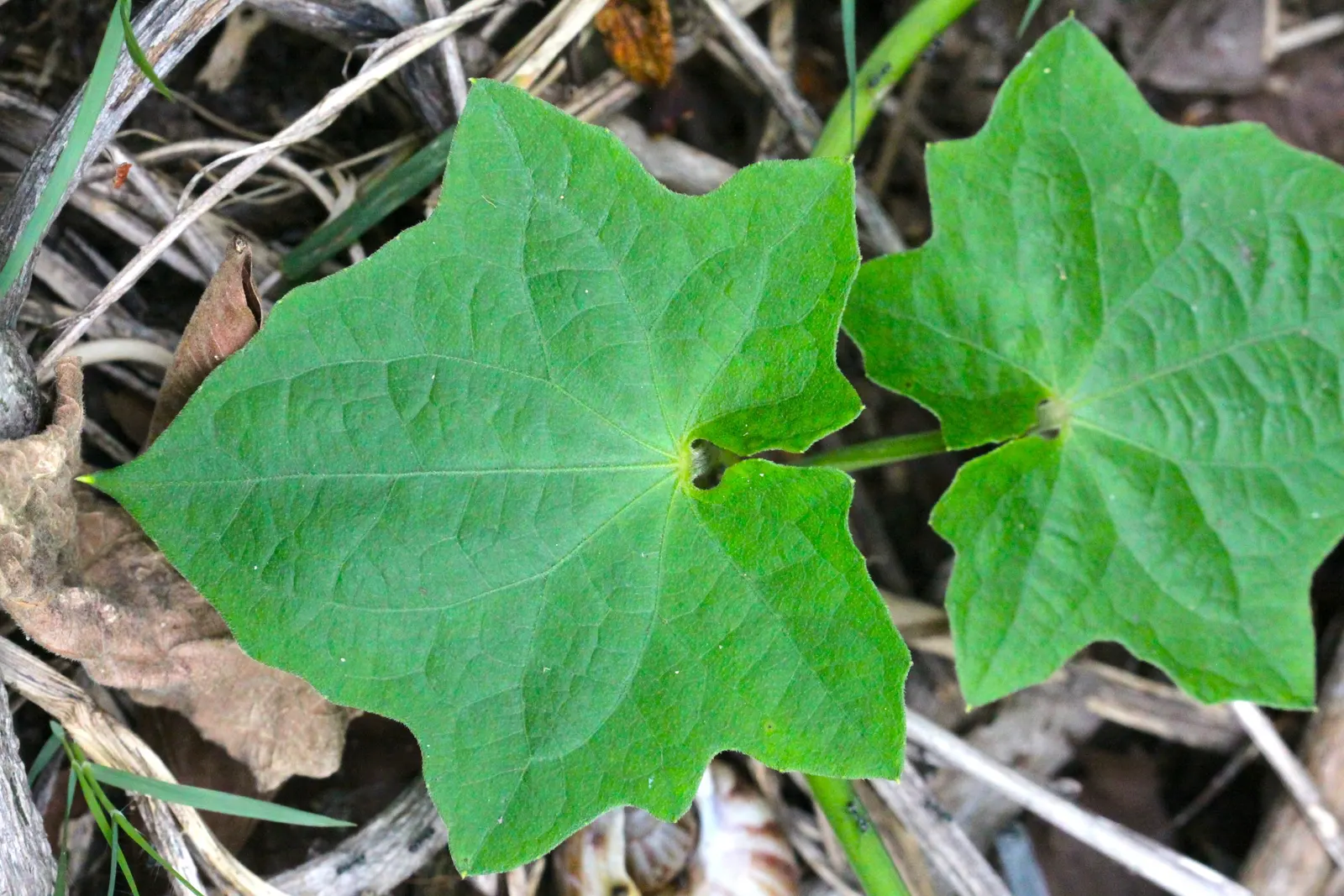 Sky Flower, Sky Vine (Thunbergia Grandiflora) — Regular pruning encourages bushier growth and can help manage its spread; it flourishes in USDA, image 72