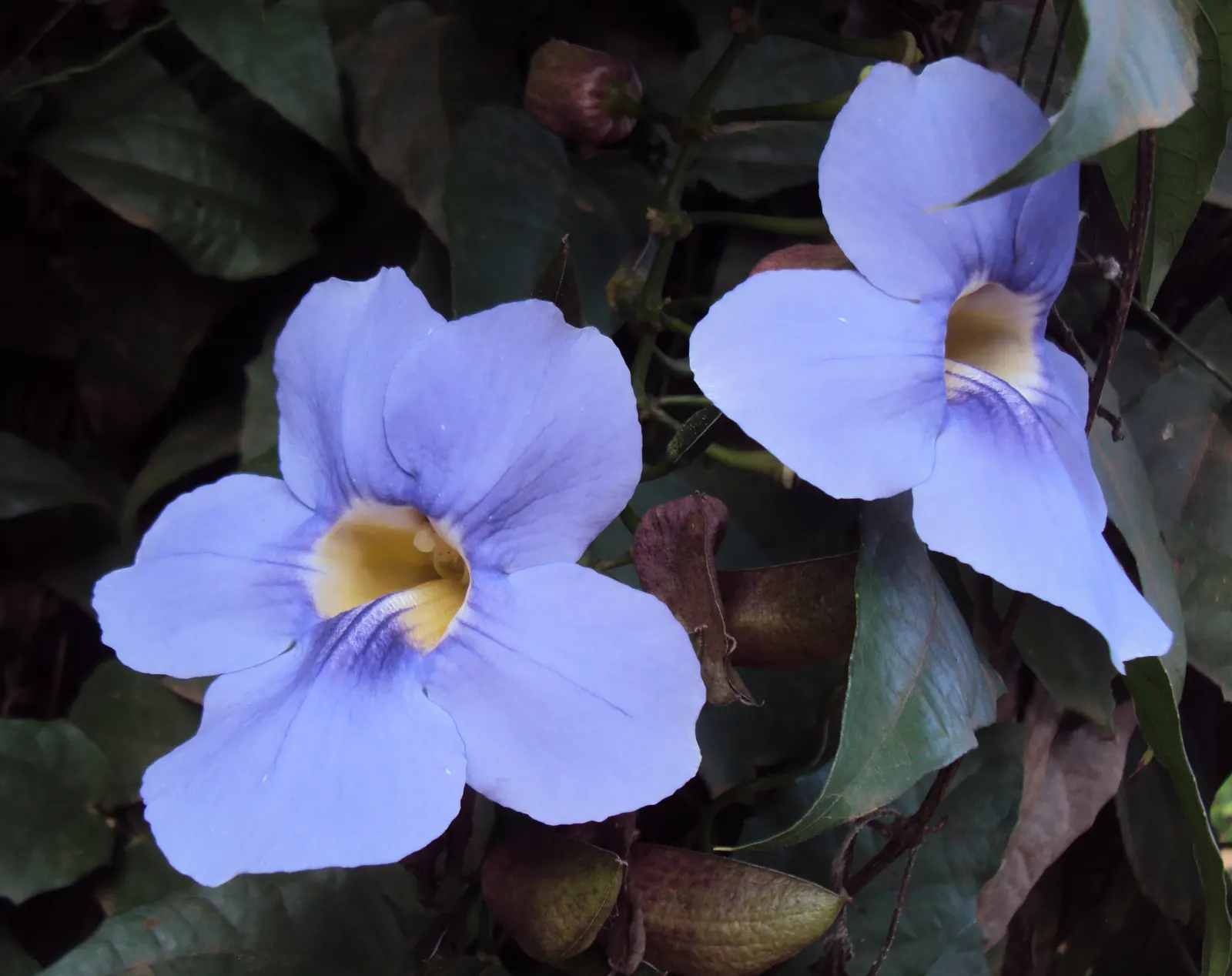 Sky Flower, Sky Vine (Thunbergia Grandiflora) — This fast-growing perennial can reach towering heights of up to 20 feet given the proper support, image 62
