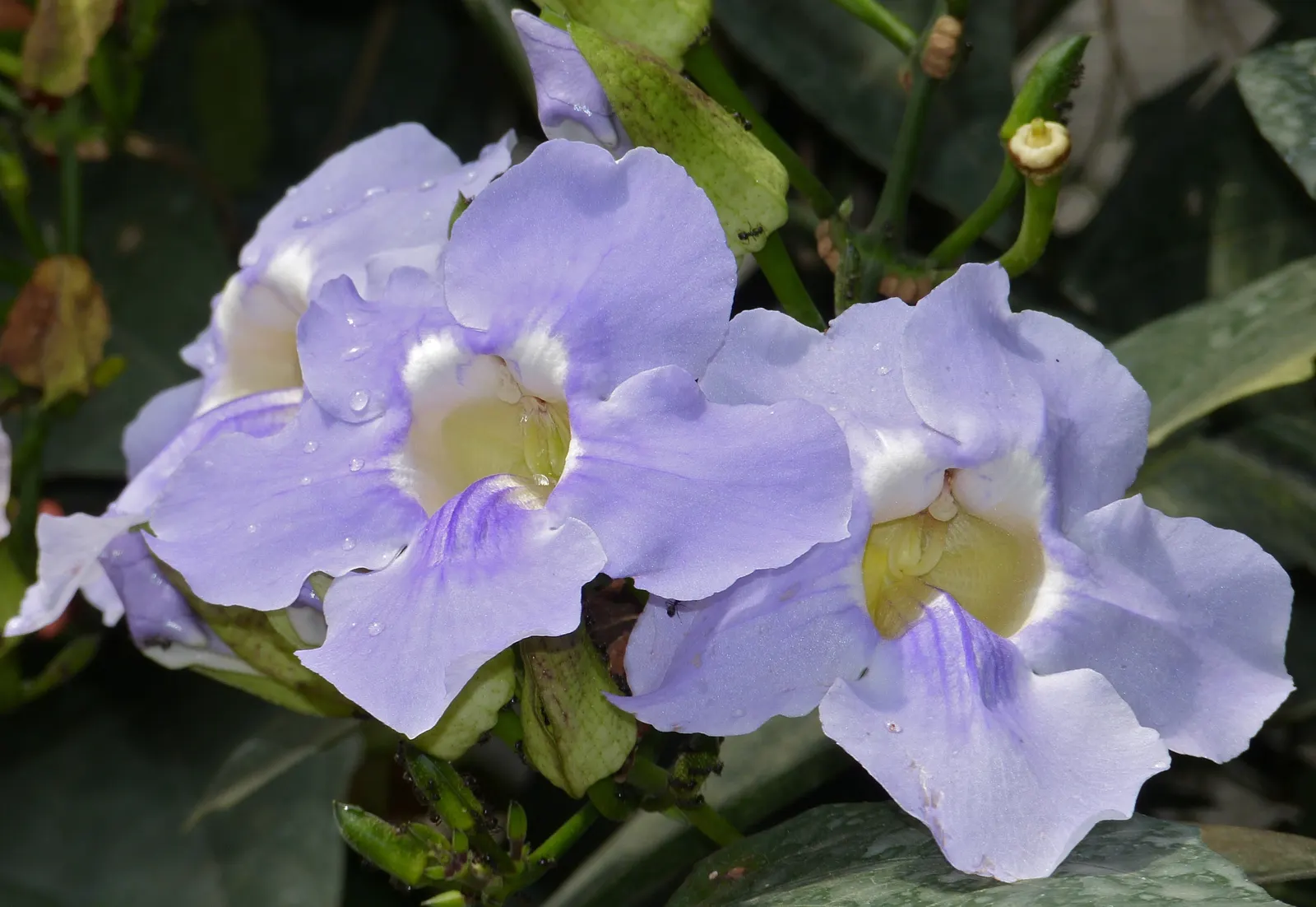 Sky Flower, Sky Vine (Thunbergia Grandiflora) — commonly referred to as the Sky Vine or Sky Flower