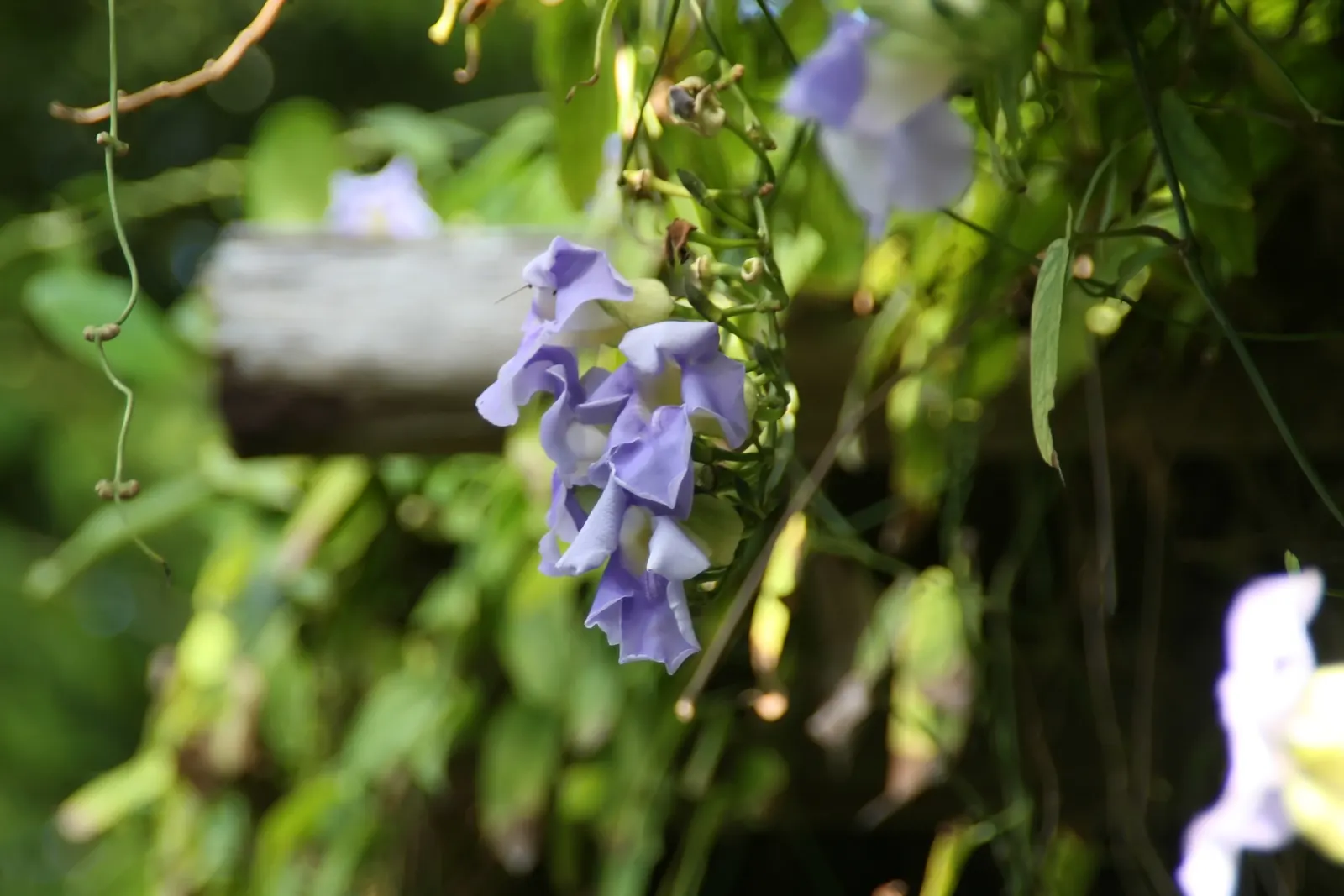 Sky Flower, Sky Vine (Thunbergia Grandiflora) — It thrives in USDA hardiness zones 8 through 11 and prefers full sun to partial shade conditions