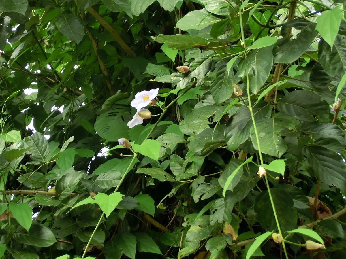 Sky Flower, Sky Vine (Thunbergia Grandiflora) — it flourishes in USDA zones 8-11; regular pruning encourages bushier growth and can help manage its, image 59