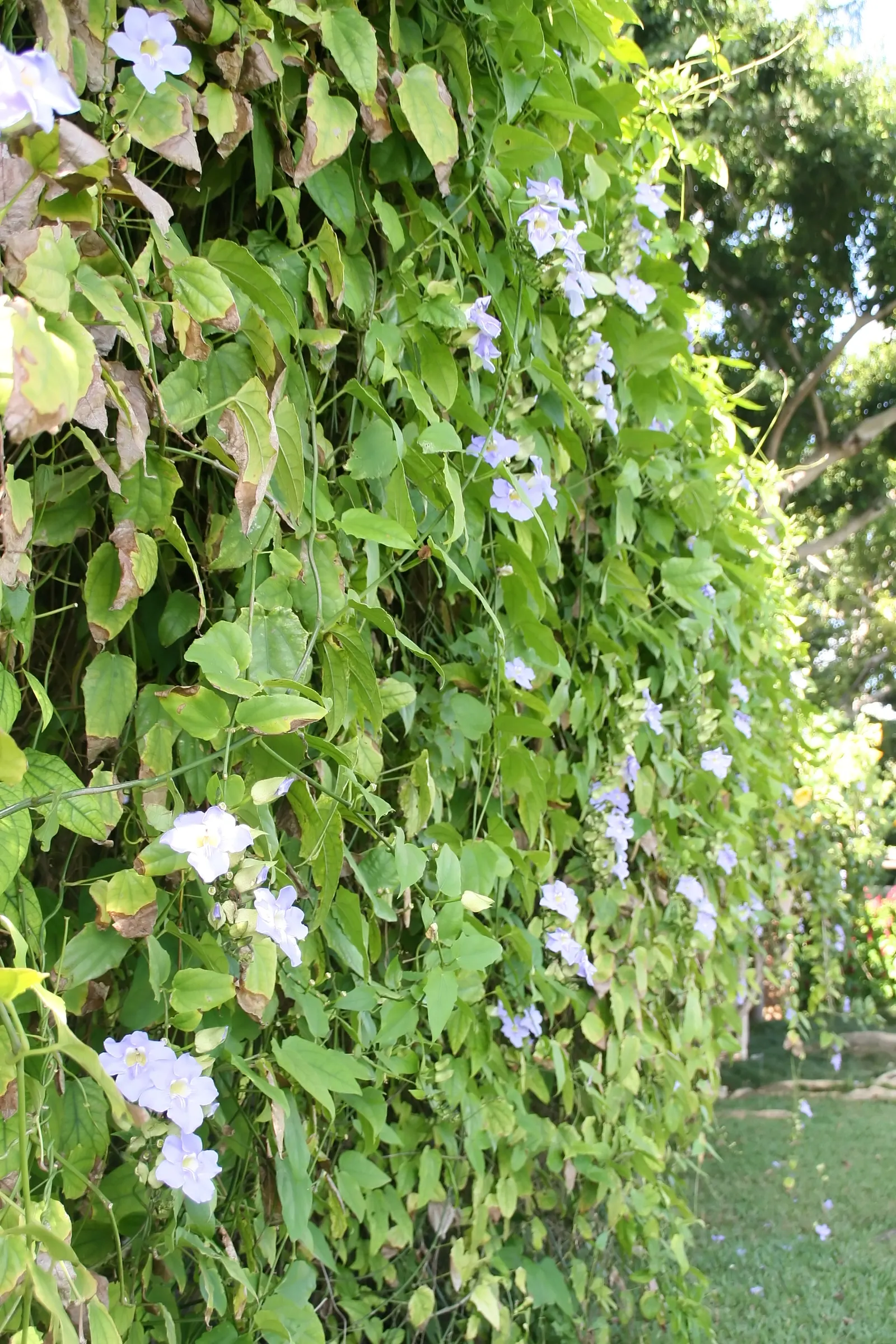 Sky Flower, Sky Vine (Thunbergia Grandiflora) — blue and multi-colored and yellow flowers in the garden