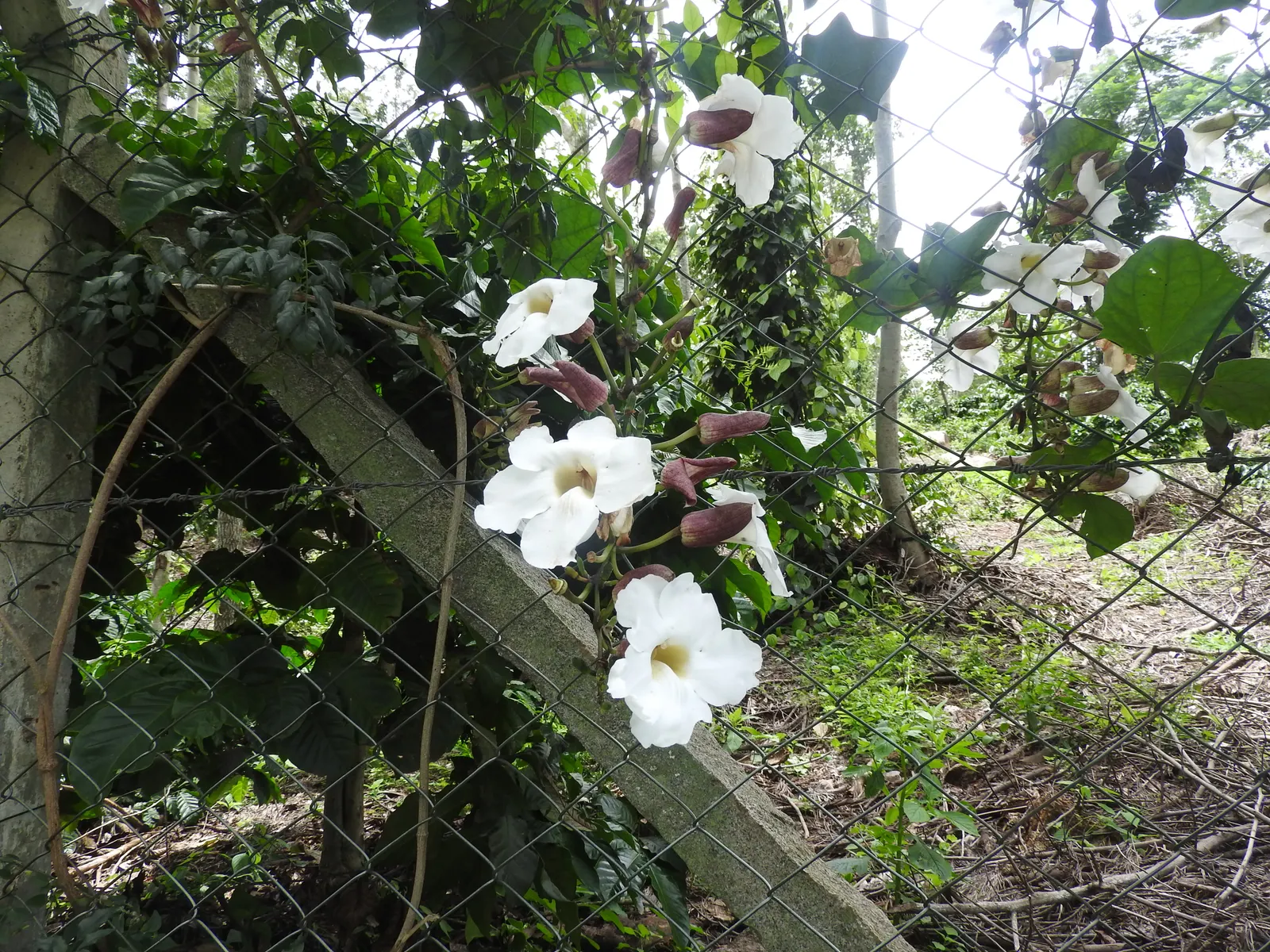 Sky Flower, Sky Vine (Thunbergia Grandiflora) — It thrives in USDA hardiness zones 8 through 11 and prefers full sun to partial shade conditions; with