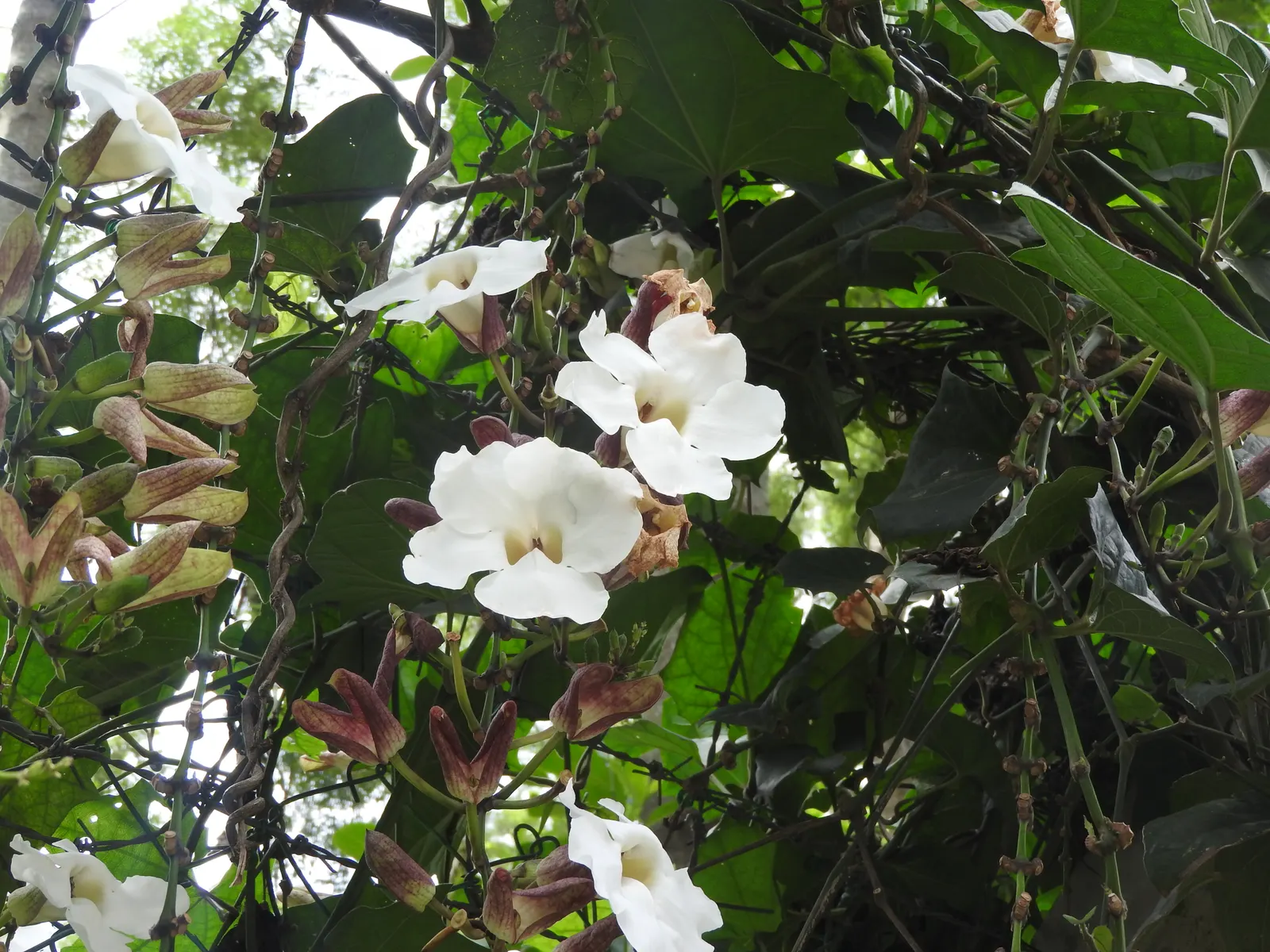 Sky Flower, Sky Vine (Thunbergia Grandiflora) — with impressive blooms that can be up to 3 inches in diameter; each spanning up to 3 inches