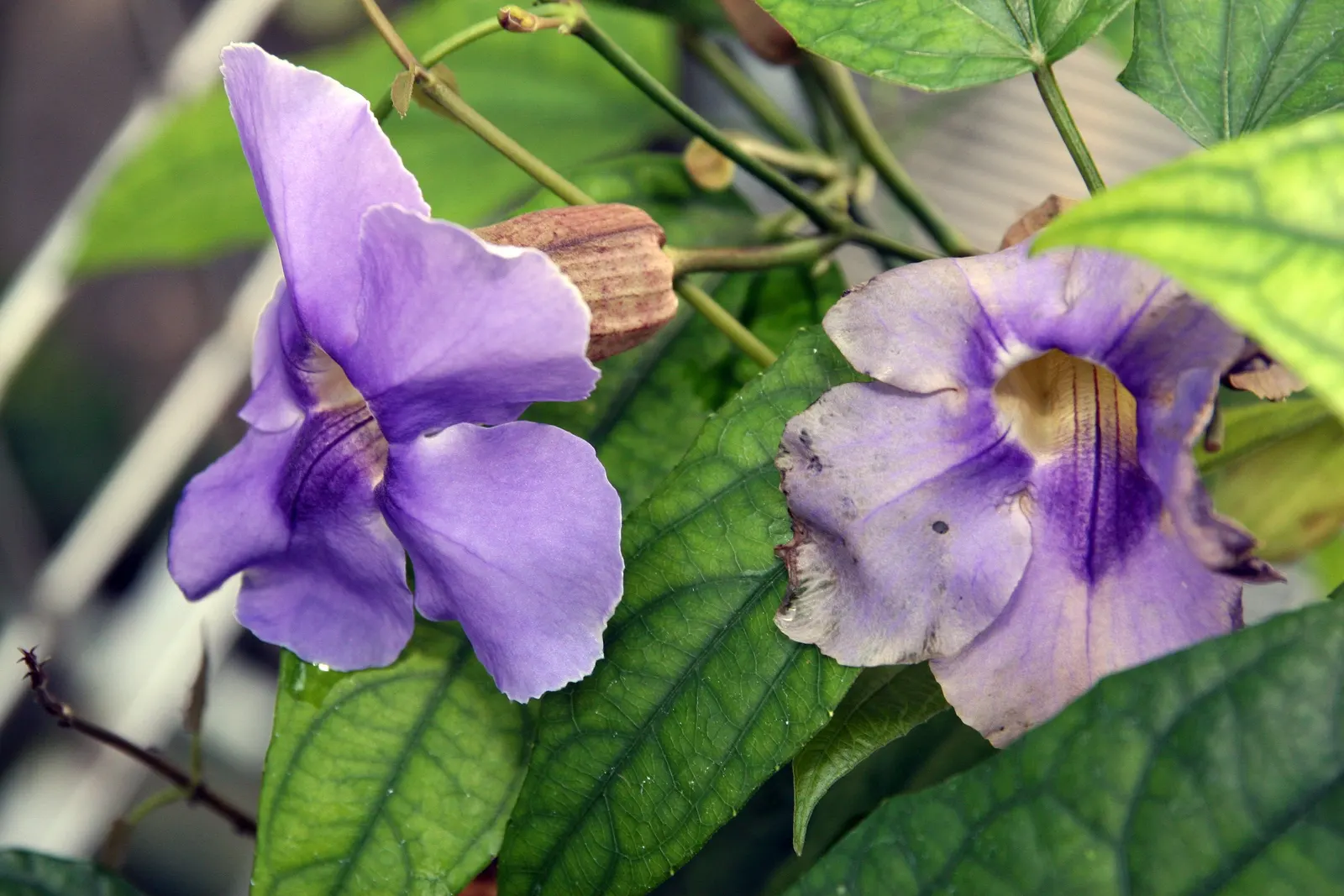 Sky Flower, Sky Vine (Thunbergia Grandiflora) — requiring well-draining soil and moderate watering