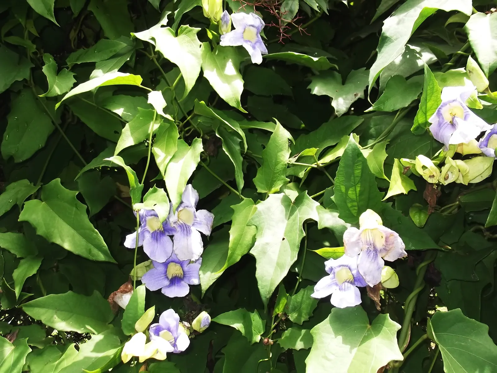 Sky Flower, Sky Vine (Thunbergia Grandiflora) — consider its robust growth and maintenance requirements