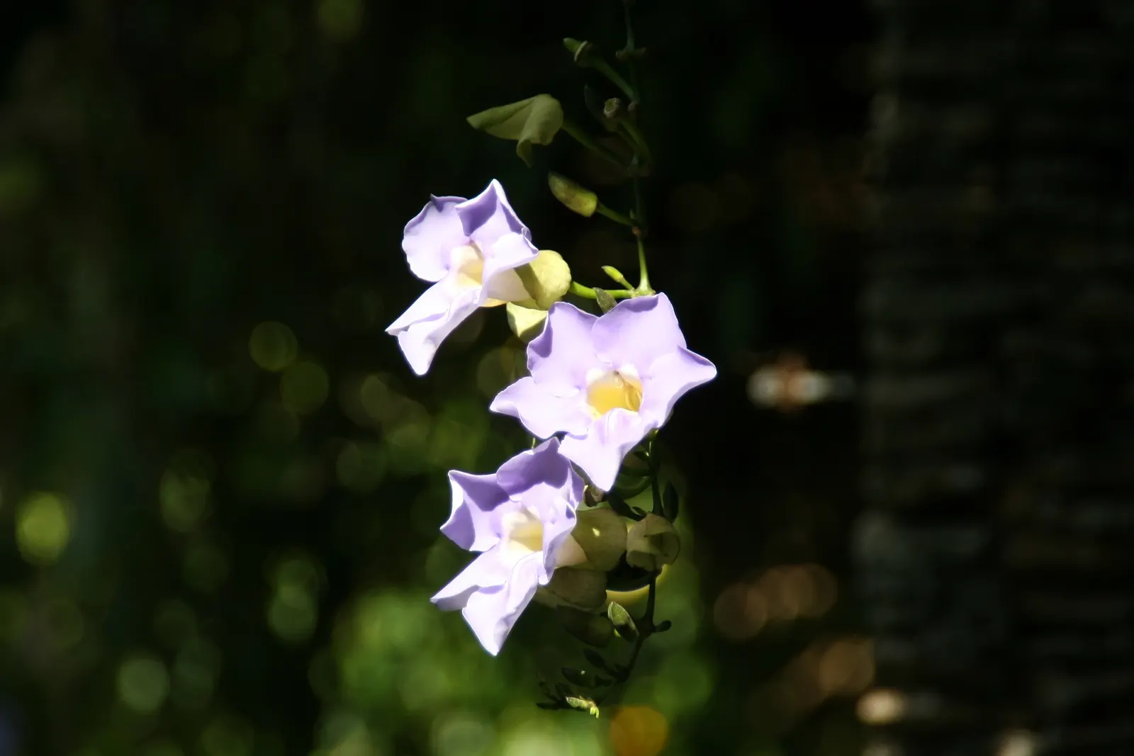 Sky Flower, Sky Vine (Thunbergia Grandiflora) — Regular pruning encourages bushier growth and can help manage its spread; it flourishes in USDA zones 8-11