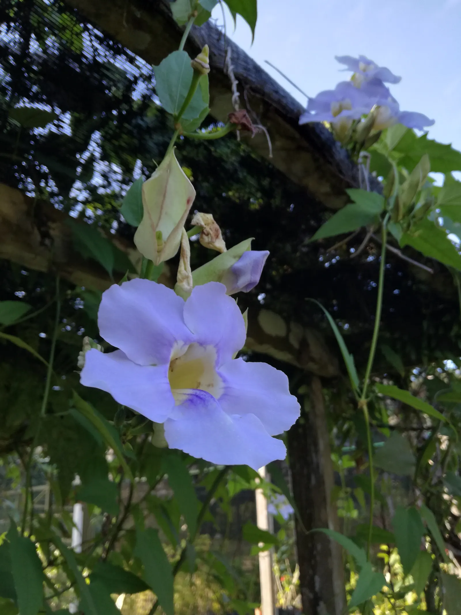 Sky Flower, Sky Vine (Thunbergia Grandiflora) — This fast-growing perennial can reach towering heights of up to 20 feet given the proper support structure
