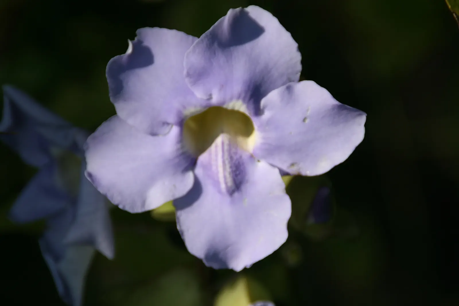 Sky Flower, Sky Vine (Thunbergia Grandiflora) — making it an ideal plant for creating lush