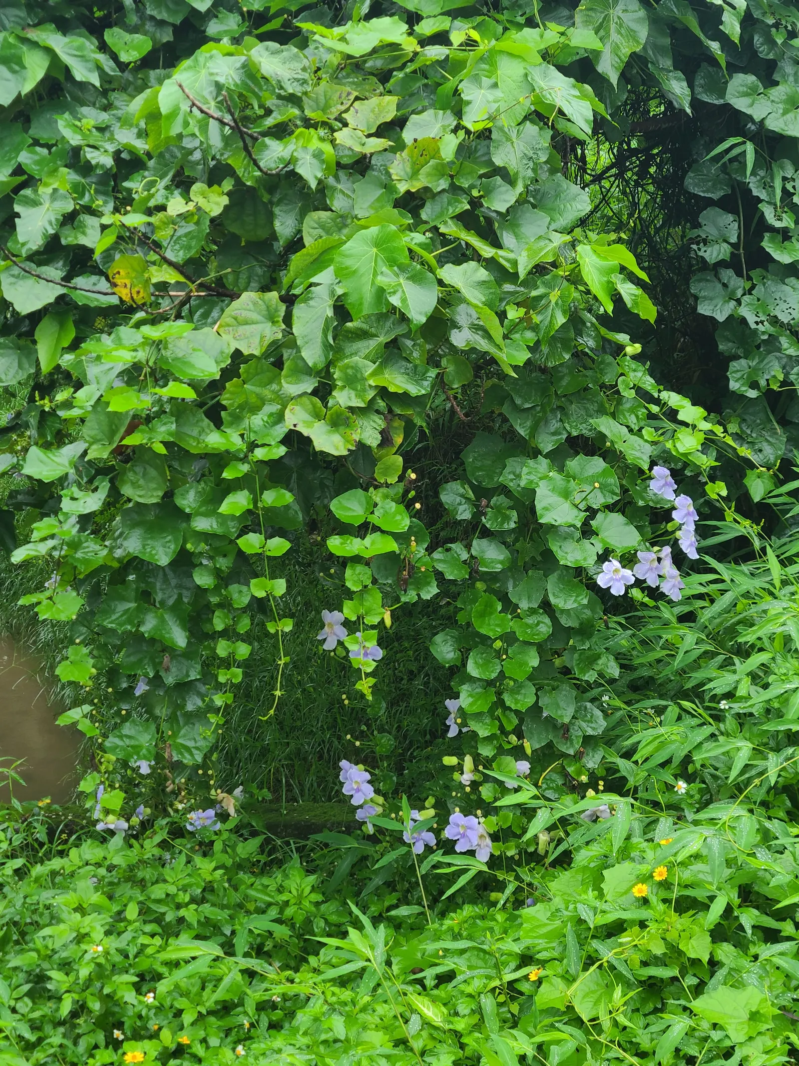 Sky Flower, Sky Vine (Thunbergia Grandiflora) — Ample watering is essential during hot weather; however; consider its robust growth and maintenance requirements