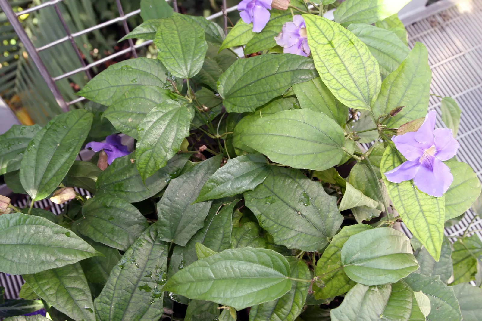 Sky Flower, Sky Vine (Thunbergia Grandiflora) — These flowers exhibit a captivating shade of sky-blue to light violet; this fast-growing perennial can reach