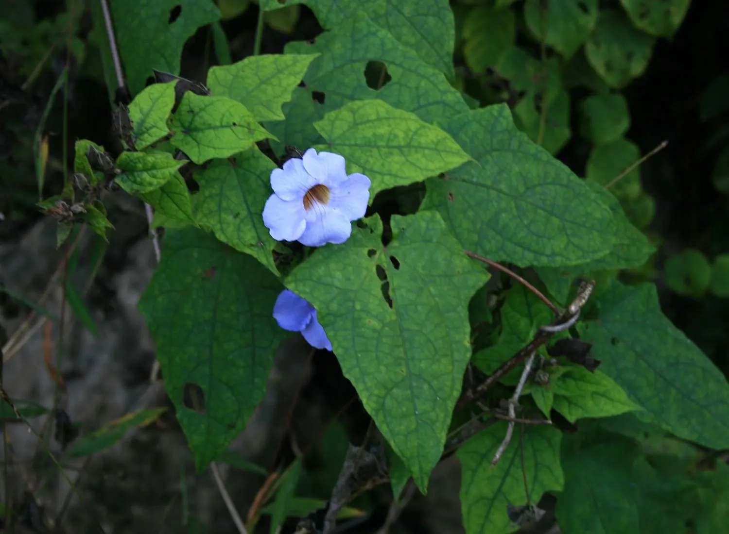 Sky Flower, Sky Vine (Thunbergia Grandiflora) — commonly referred to as the Sky Vine or Sky Flower; requiring well-draining soil and moderate, image 87