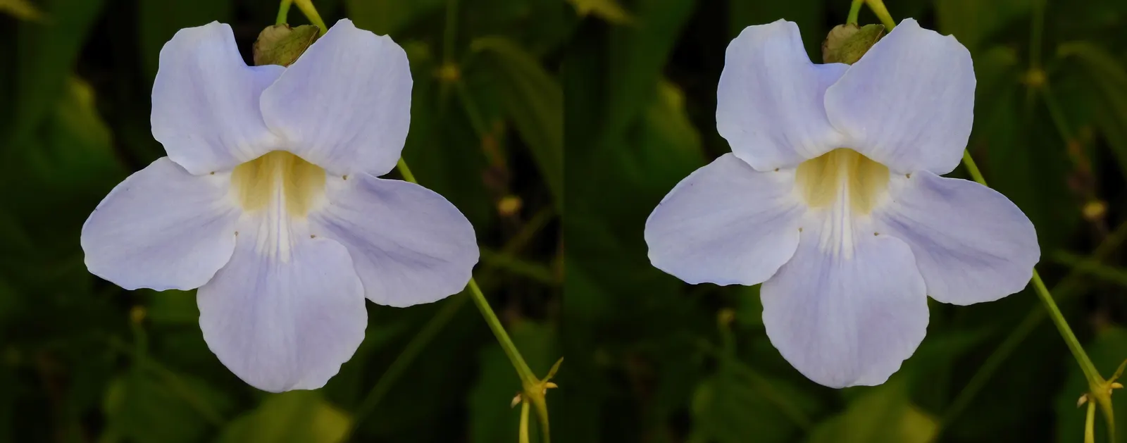 Sky Flower, Sky Vine (Thunbergia Grandiflora) — each spanning up to 3 inches; ample watering is essential during hot weather; however, image 81