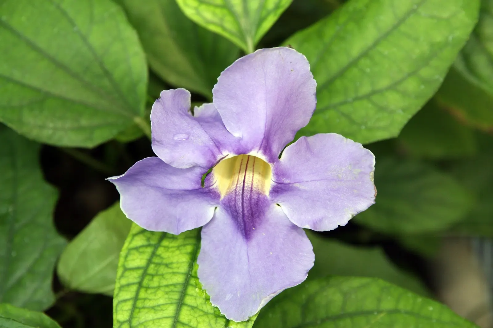 Sky Flower, Sky Vine (Thunbergia Grandiflora) — vertical elements in the garden; making it an ideal plant for creating lush, image 100