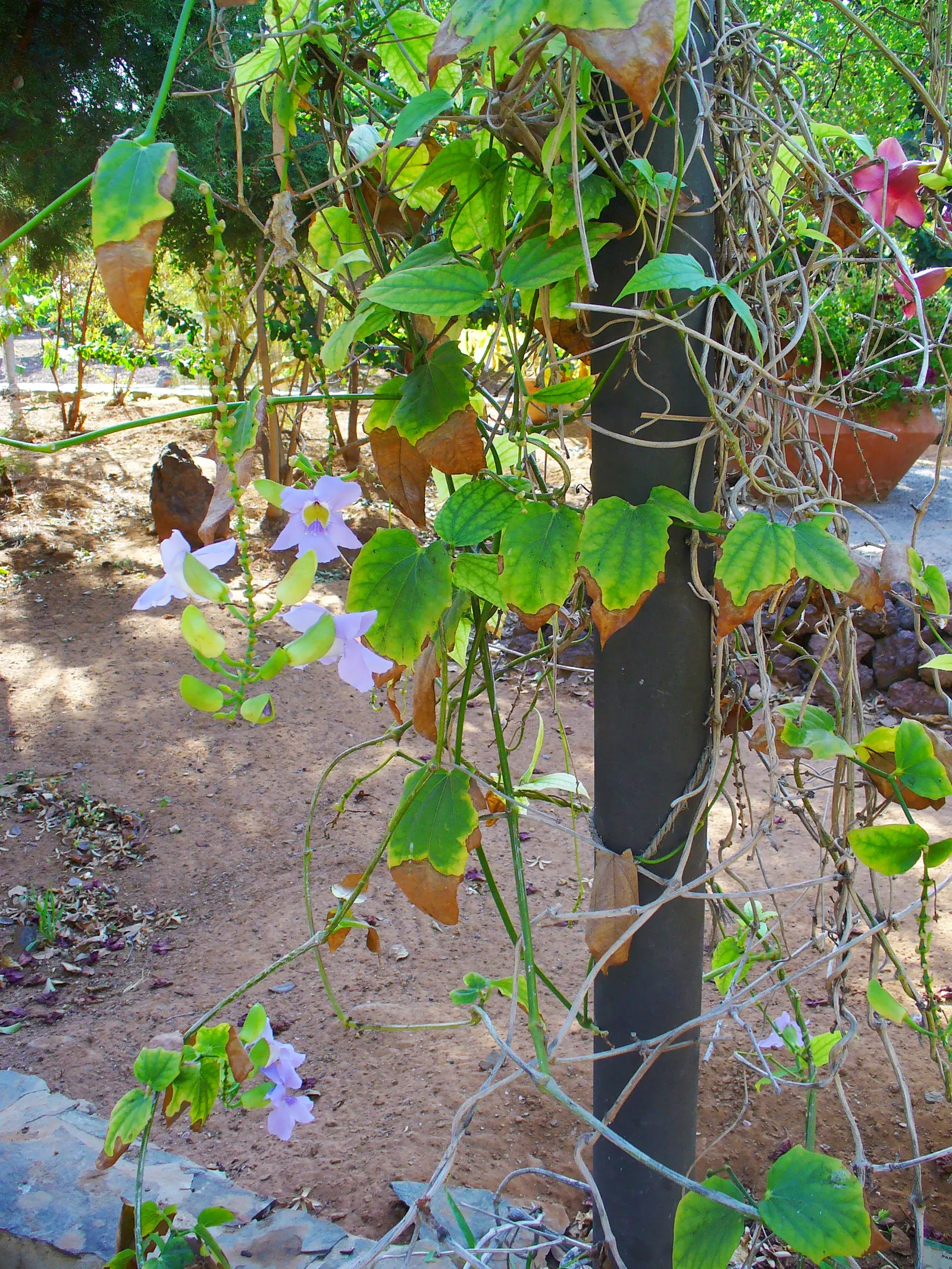 Sky Flower, Sky Vine (Thunbergia Grandiflora) — each spanning up to 3 inches; ample watering is essential during hot weather; however