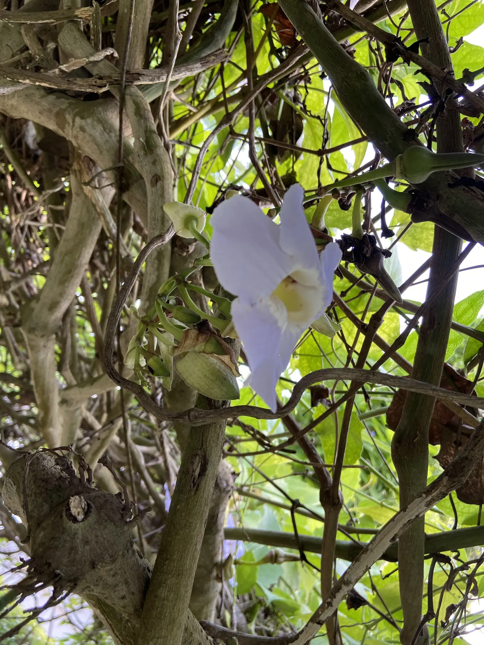 Sky Flower, Sky Vine (Thunbergia Grandiflora) — It thrives in USDA hardiness zones 8 through 11 and prefers full sun to partial shade conditions, image 69