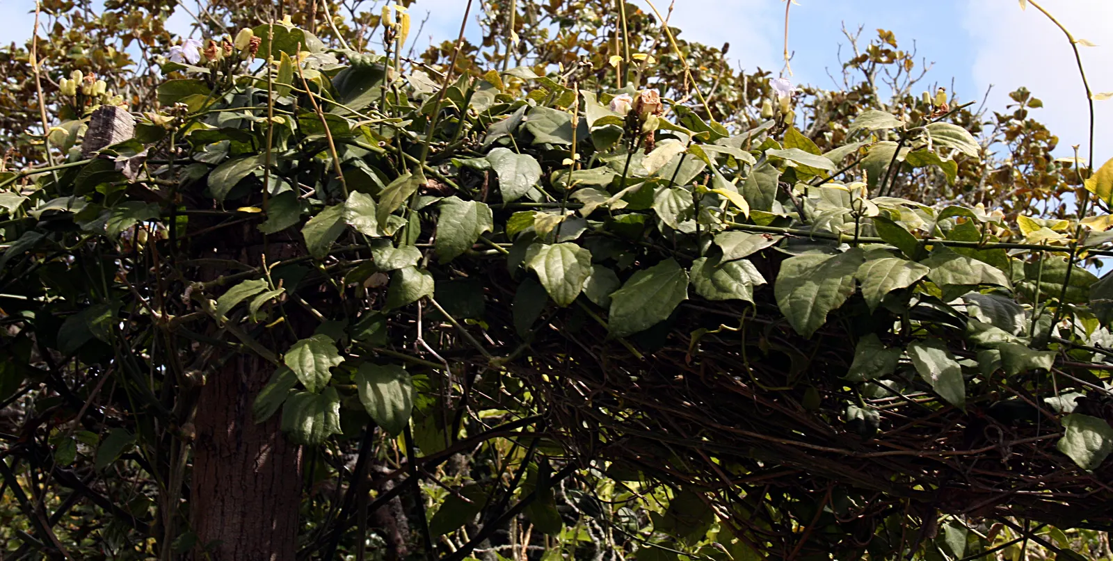 Sky Flower, Sky Vine (Thunbergia Grandiflora) — with impressive blooms that can be up to 3 inches in diameter