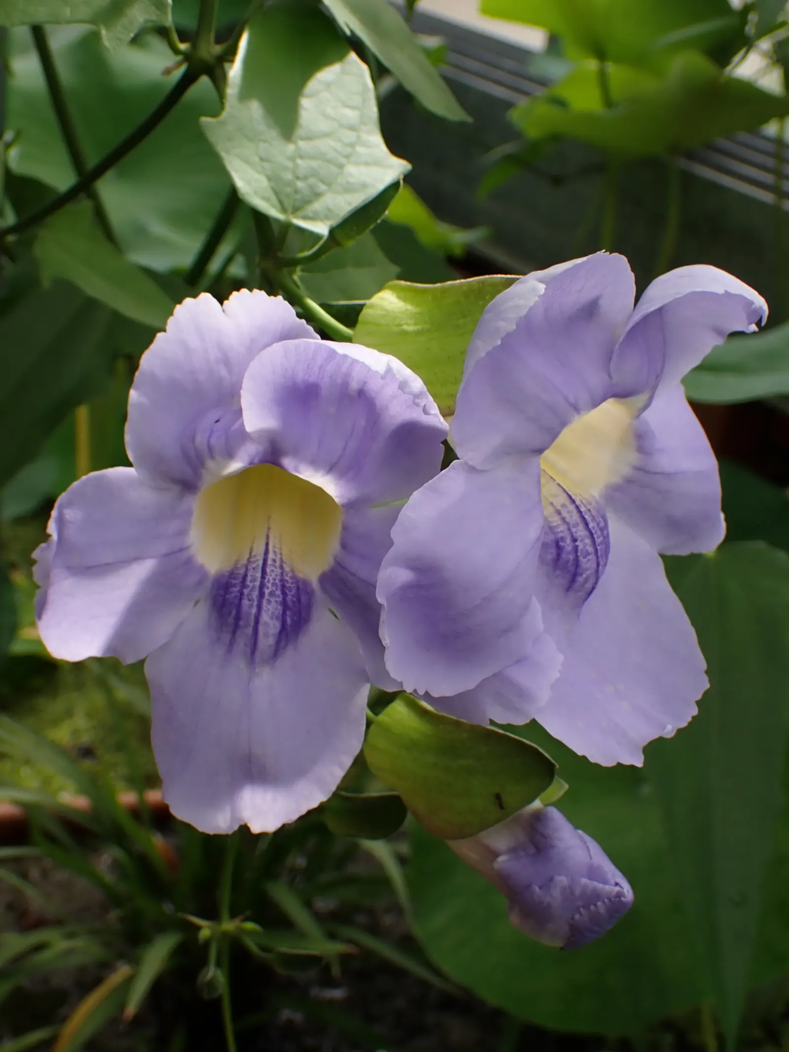 Sky Flower, Sky Vine (Thunbergia Grandiflora) — They are typically in their prime from late summer through fall; blue and multi-colored and yellow, image 93