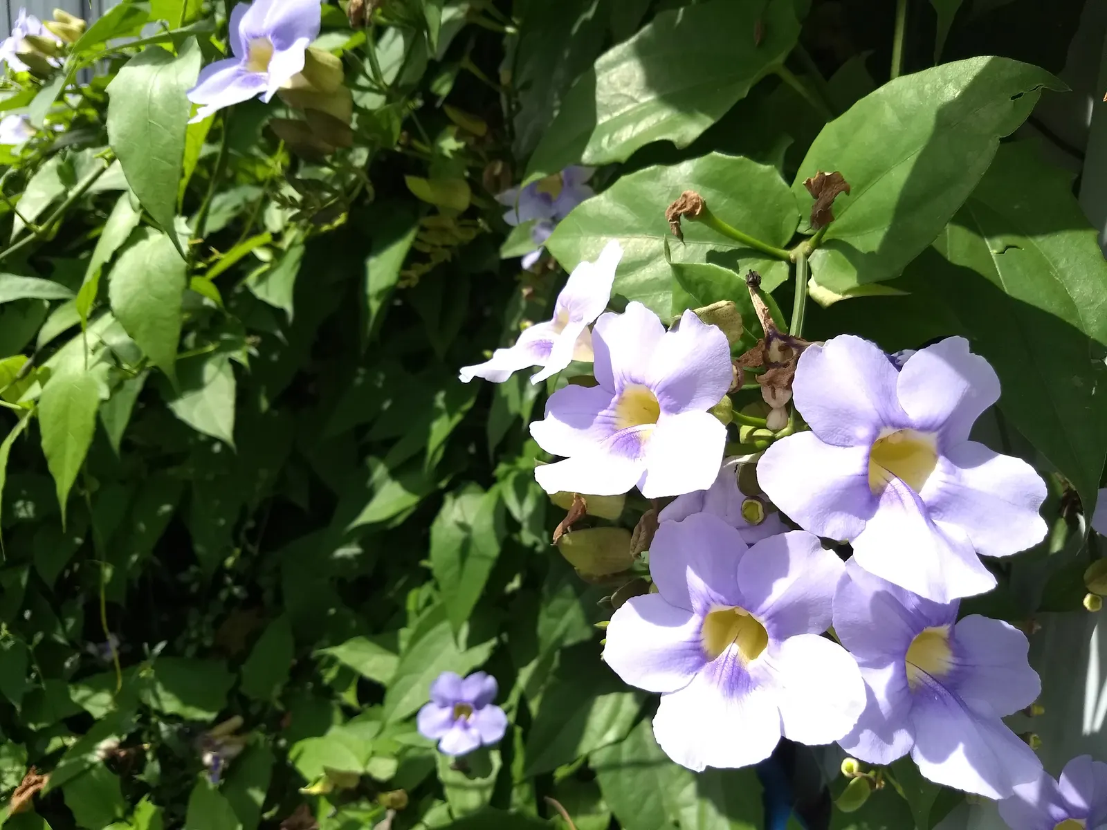 Sky Flower, Sky Vine (Thunbergia Grandiflora) — Thunbergia grandiflora, commonly known as Sky Flower or Sky Vine, is a vigorous evergreen vine; hued in vibrant