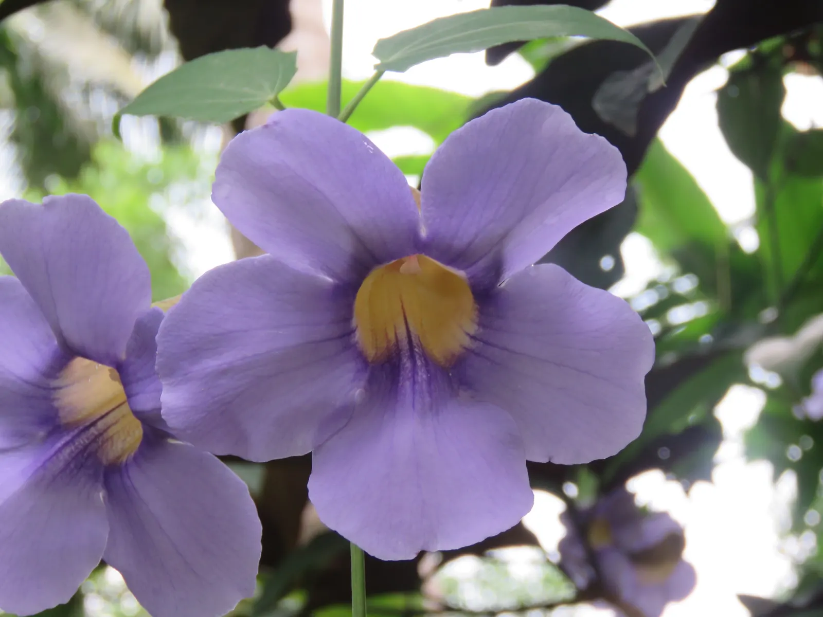 Sky Flower, Sky Vine (Thunbergia Grandiflora) — They are typically in their prime from late summer through fall; blue and multi-colored and yellow flowers in