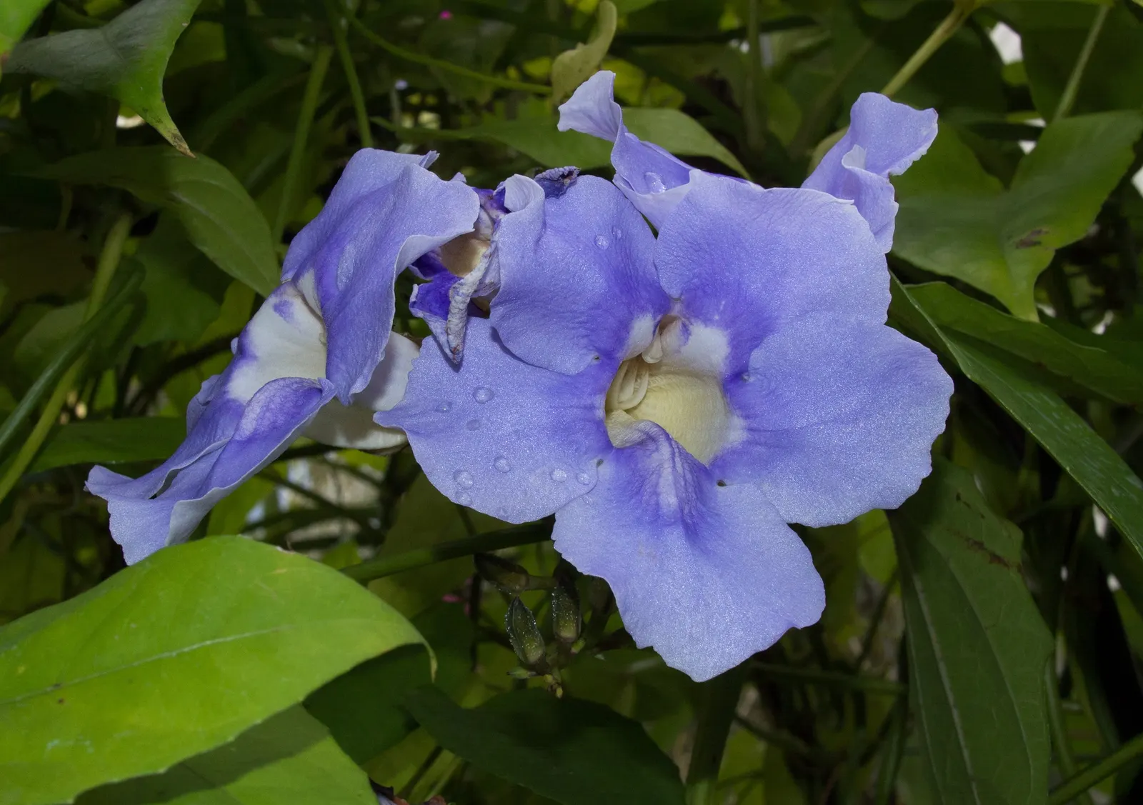 Sky Flower, Sky Vine (Thunbergia Grandiflora) — Thunbergia grandiflora, commonly known as Sky Flower or Sky Vine, is a vigorous evergreen vine, image 53