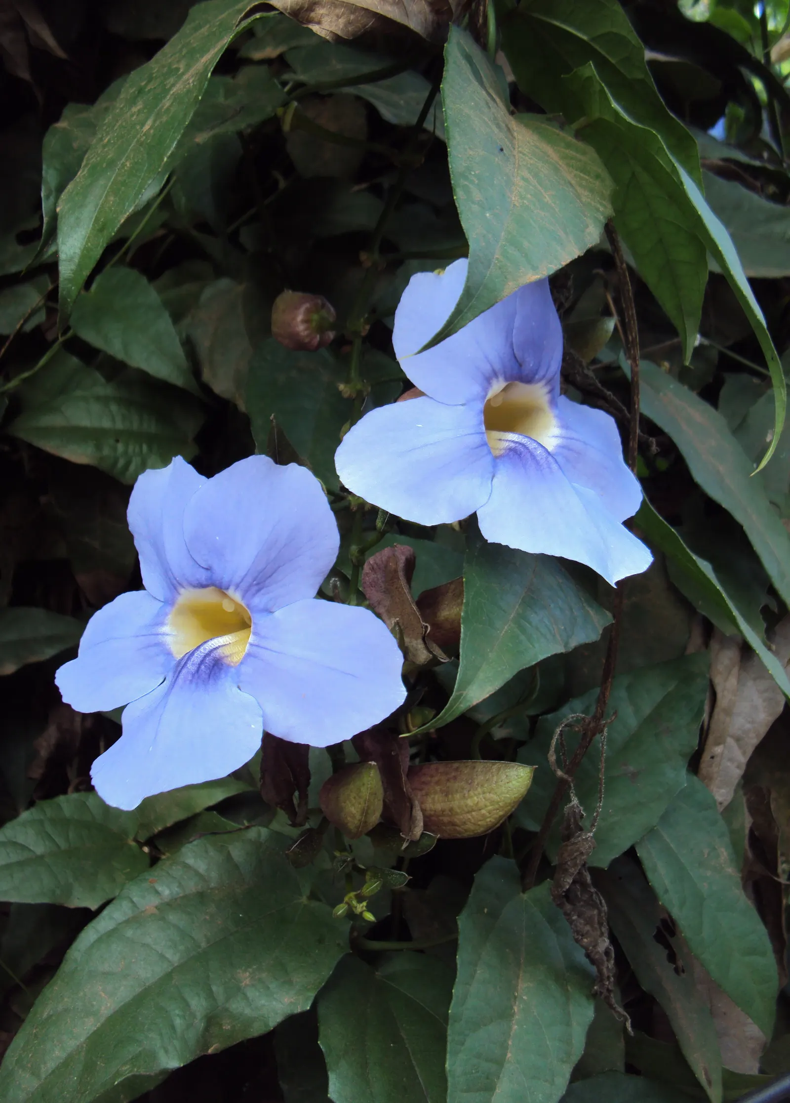 Sky Flower, Sky Vine (Thunbergia Grandiflora) — Ample watering is essential during hot weather; however; consider its robust growth and maintenance, image 70