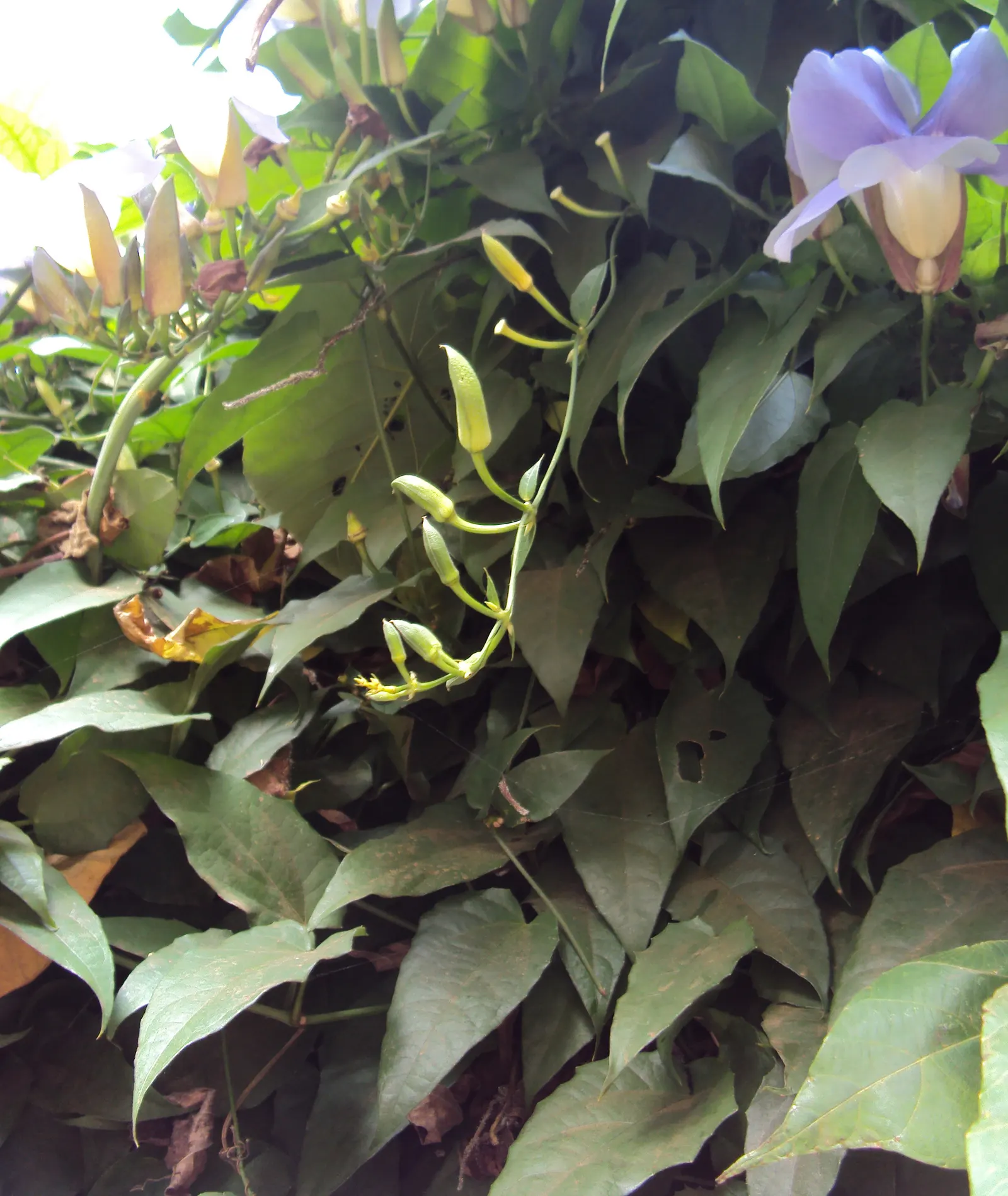 Sky Flower, Sky Vine (Thunbergia Grandiflora) — blue and multi-colored and yellow flowers in the garden; commonly referred to as the Sky Vine or Sky Flower