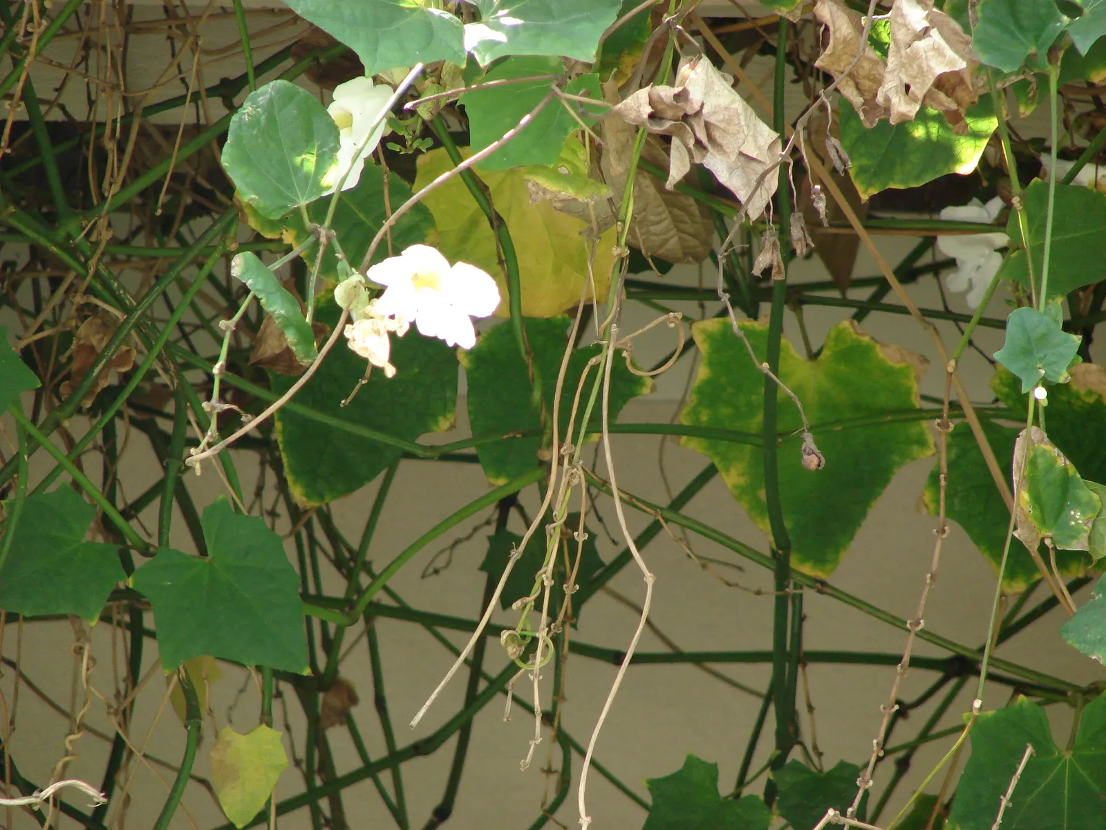 Sky Flower, Sky Vine (Thunbergia Grandiflora) — to showcase its cascading nature.<br><br>The Sky Vine's hallmark feature is its striking floral, image 63