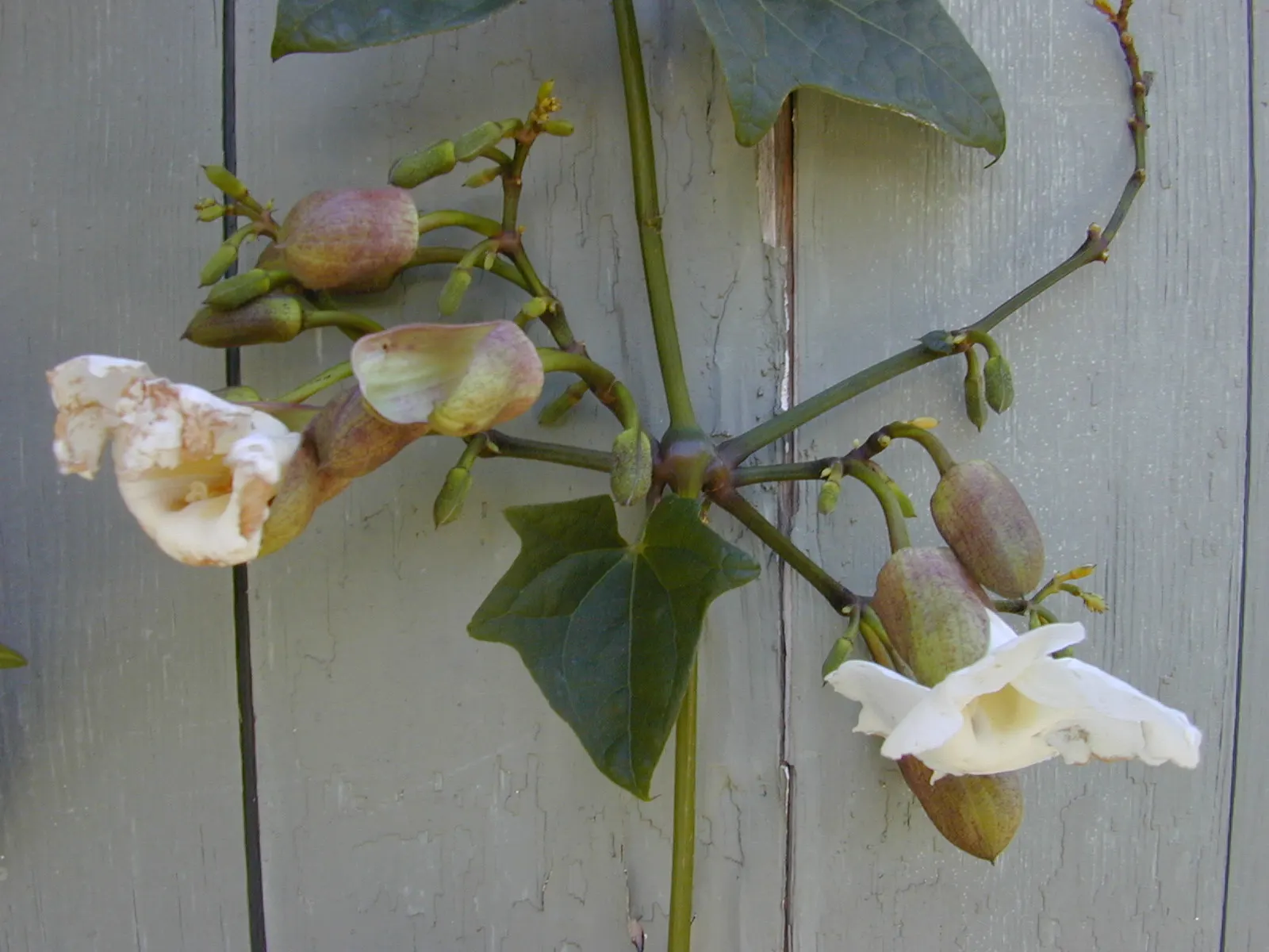 Sky Flower, Sky Vine (Thunbergia Grandiflora) — commonly referred to as the Sky Vine or Sky Flower; requiring well-draining soil and moderate, image 61