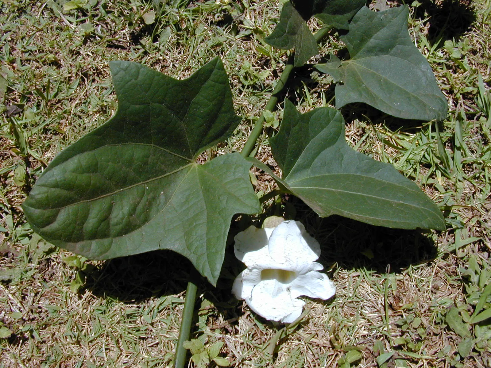Sky Flower, Sky Vine (Thunbergia Grandiflora) — with a paler throat often marked by a yellow or white center; it thrives in USDA hardiness zones 8, image 92