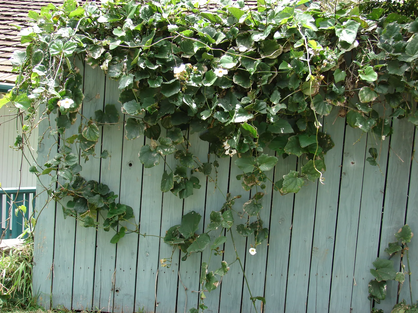 Sky Flower, Sky Vine (Thunbergia Grandiflora) — offering a verdant backdrop that remains evergreen in frost-free zones; ideal for trellises and arbors, it