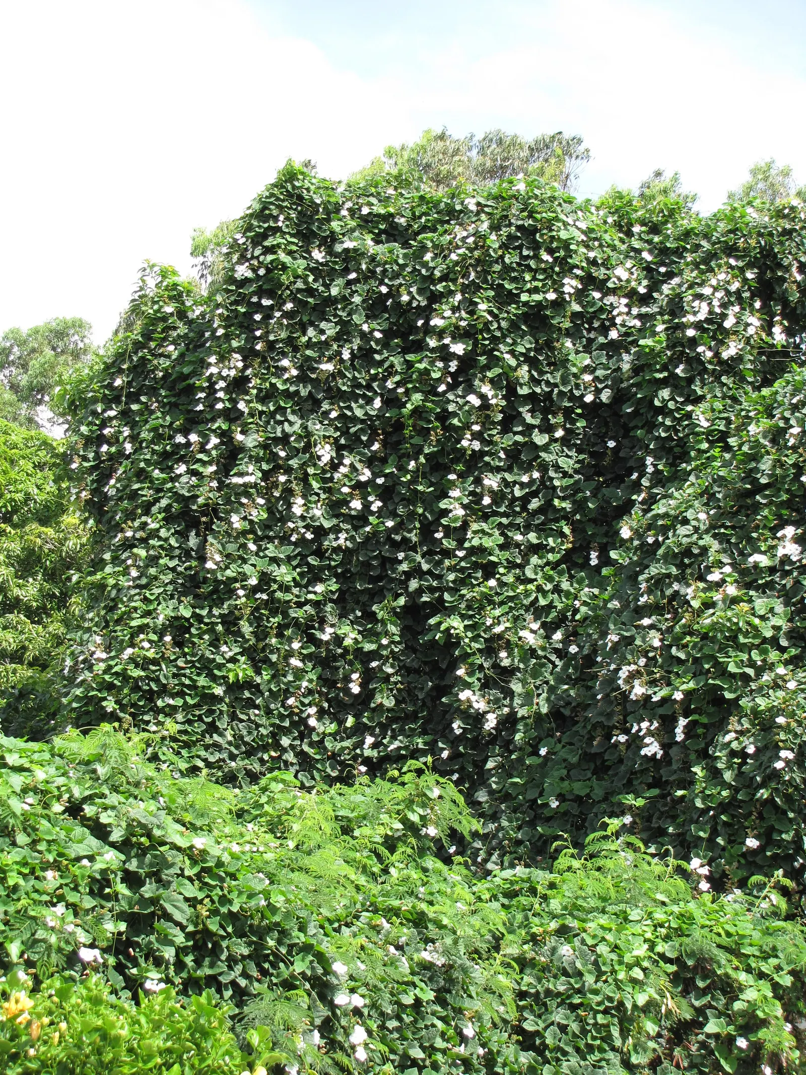 Sky Flower, Sky Vine (Thunbergia Grandiflora) — consider its robust growth and maintenance requirements; vine for full or half, image 71