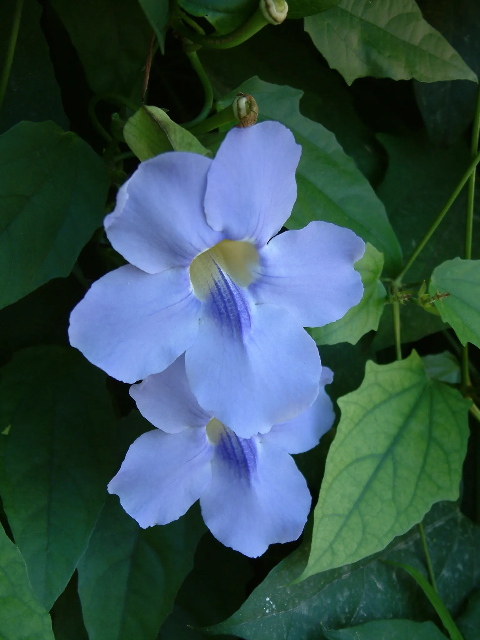 Sky Flower, Sky Vine (Thunbergia Grandiflora) — These flowers exhibit a captivating shade of sky-blue to light violet