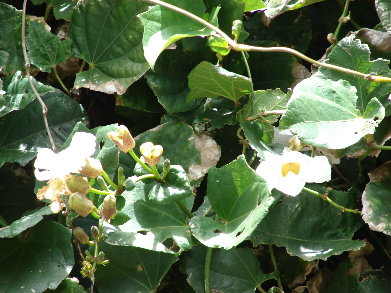 Sky Flower, Sky Vine (Thunbergia Grandiflora) — This fast-growing perennial can reach towering heights of up to 20 feet given the proper support, image 36