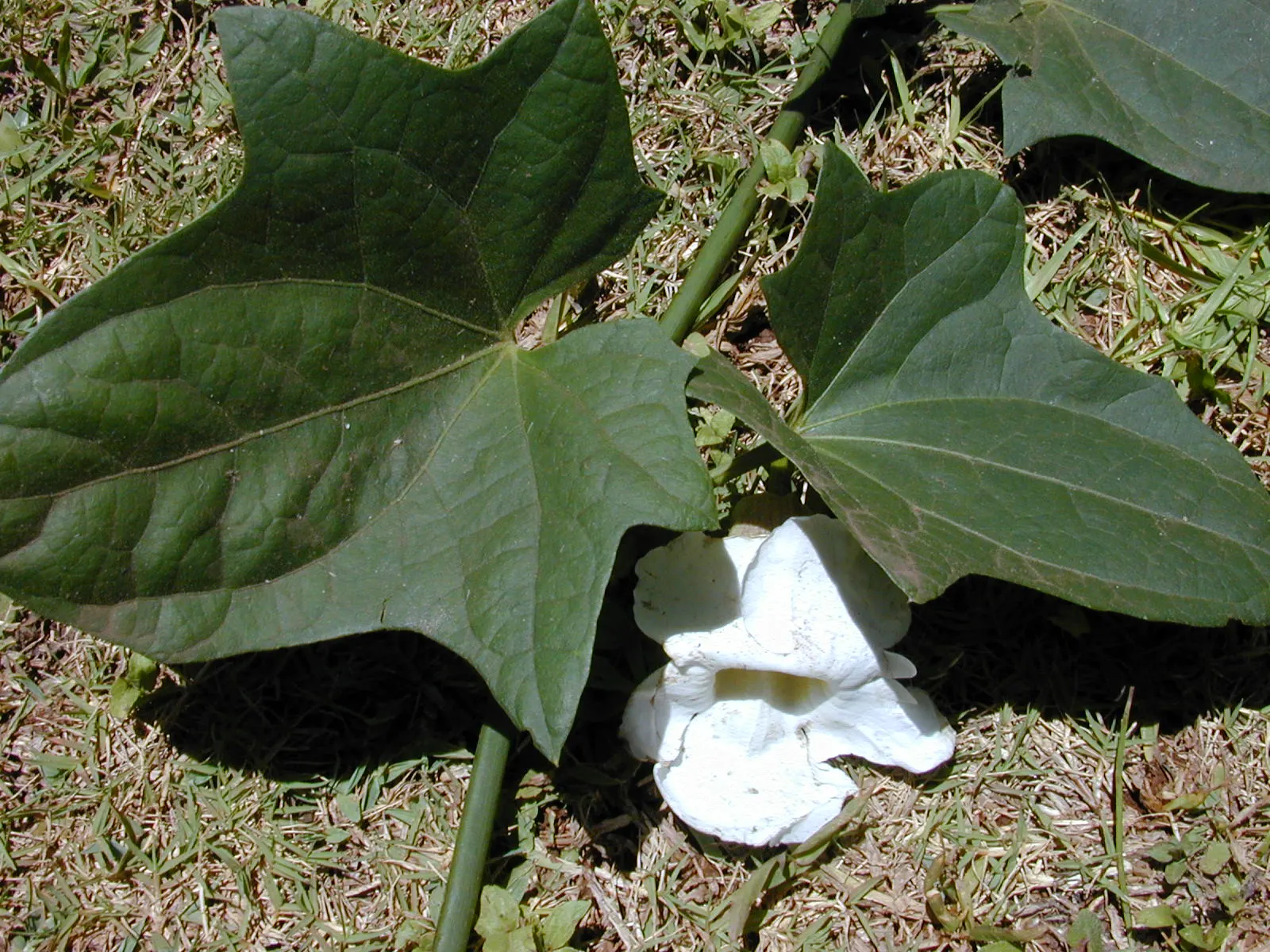 Sky Flower, Sky Vine (Thunbergia Grandiflora) — It thrives in USDA hardiness zones 8 through 11 and prefers full sun to partial shade conditions, image 95