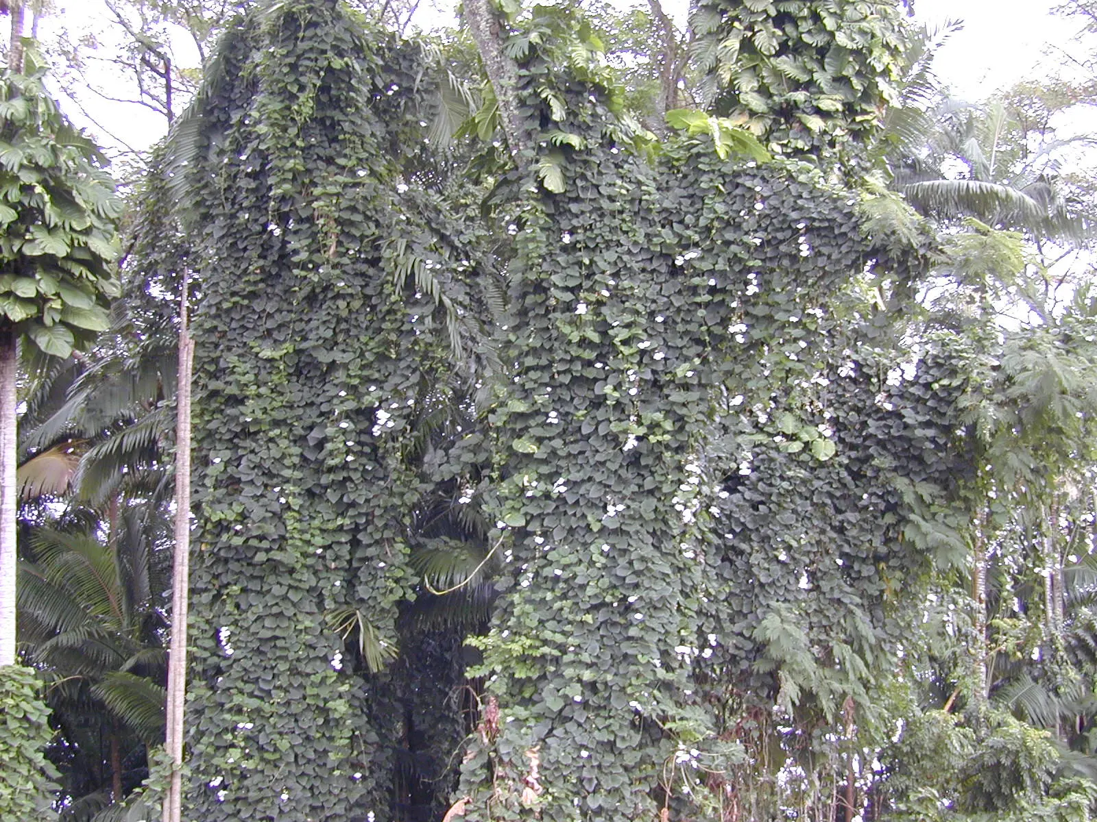 Sky Flower, Sky Vine (Thunbergia Grandiflora) — vine for full or half