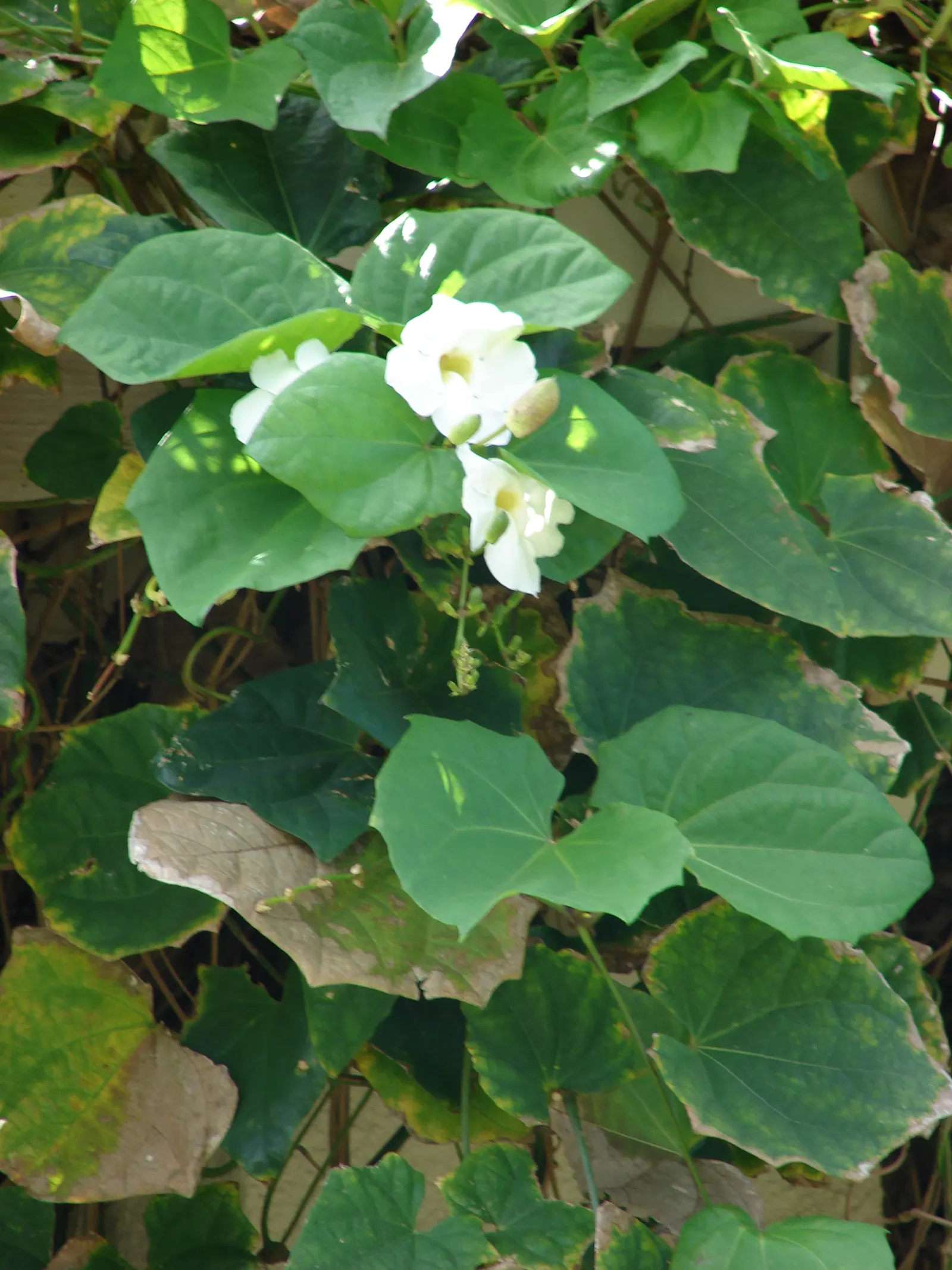Sky Flower, Sky Vine (Thunbergia Grandiflora) — heart-shaped leaves and clusters of tubular flowers; to showcase its cascading nature.<br><br>The Sky Vine's