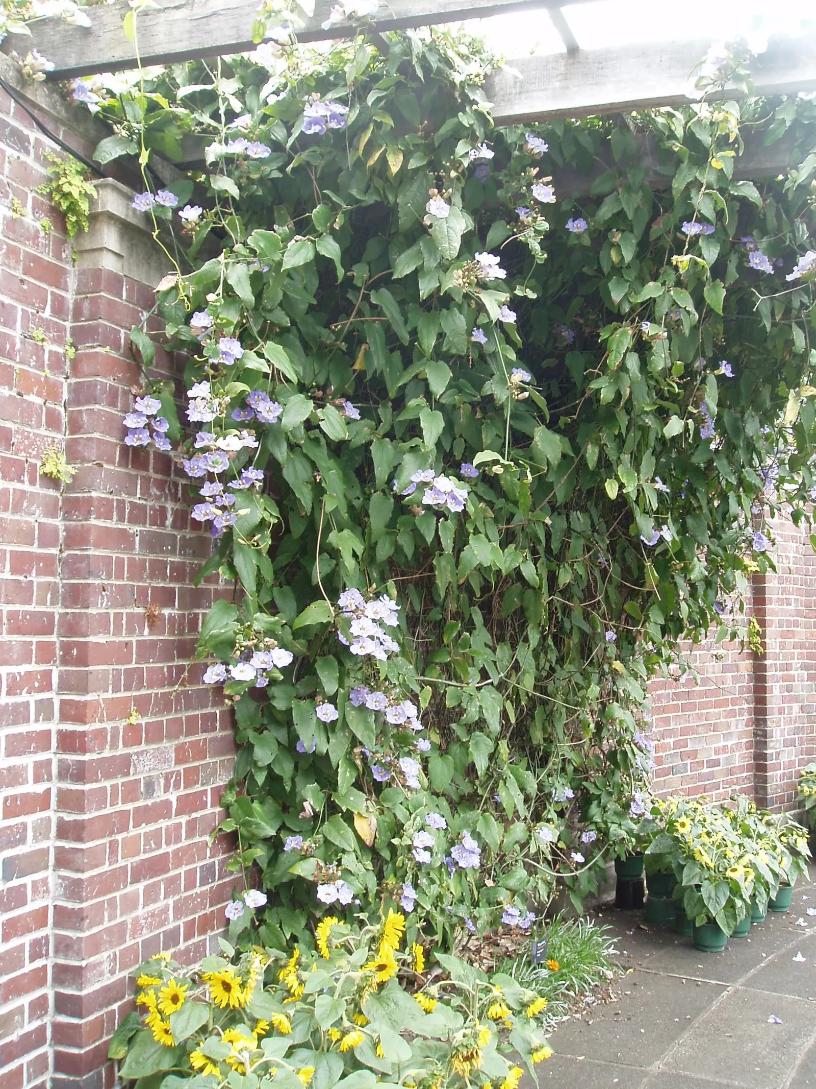 Sky Flower, Sky Vine (Thunbergia Grandiflora) — it flourishes in USDA zones 8-11; regular pruning encourages bushier growth and can help manage its spread