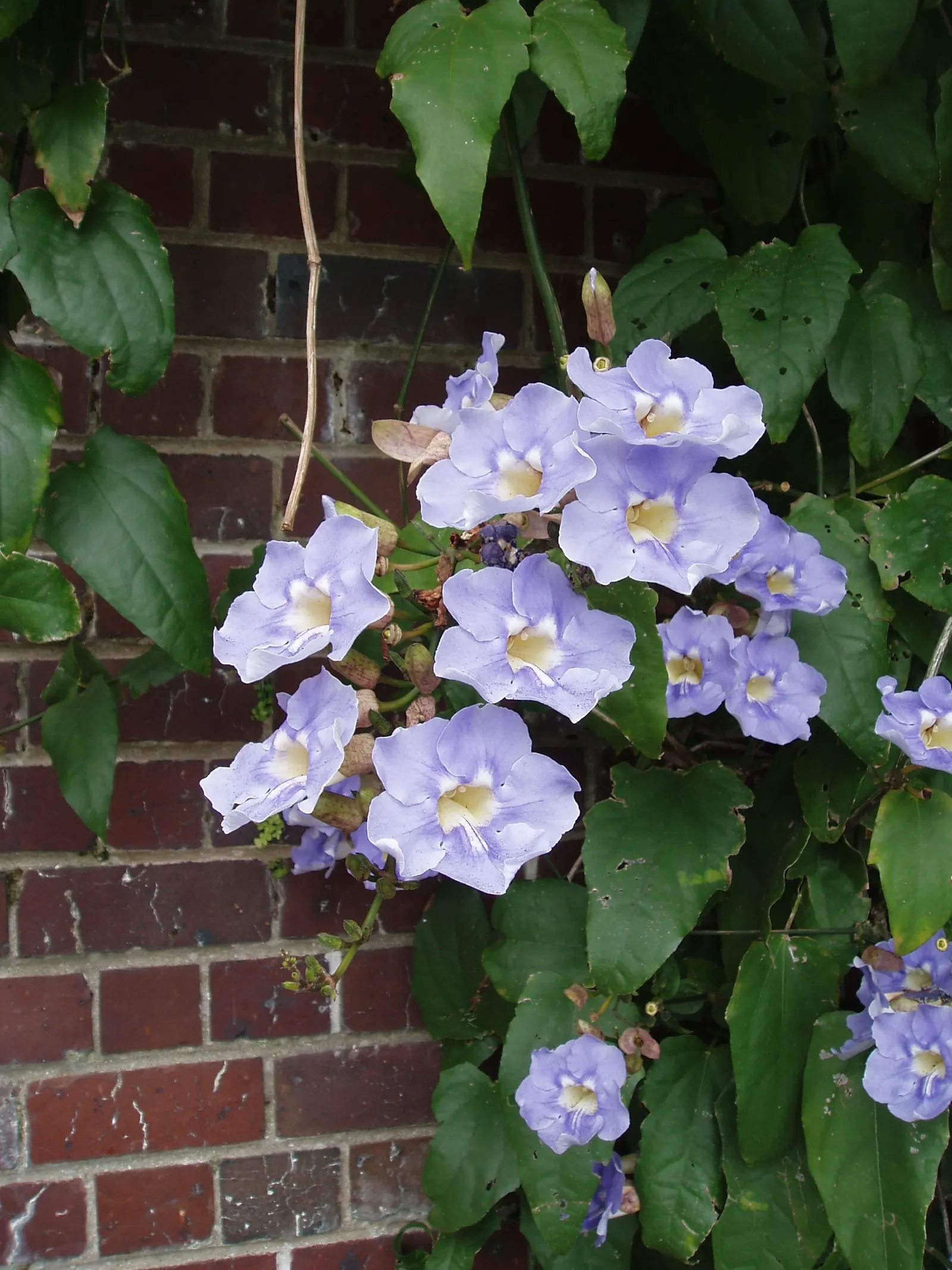 Sky Flower, Sky Vine (Thunbergia Grandiflora) — Regular pruning encourages bushier growth and can help manage its spread