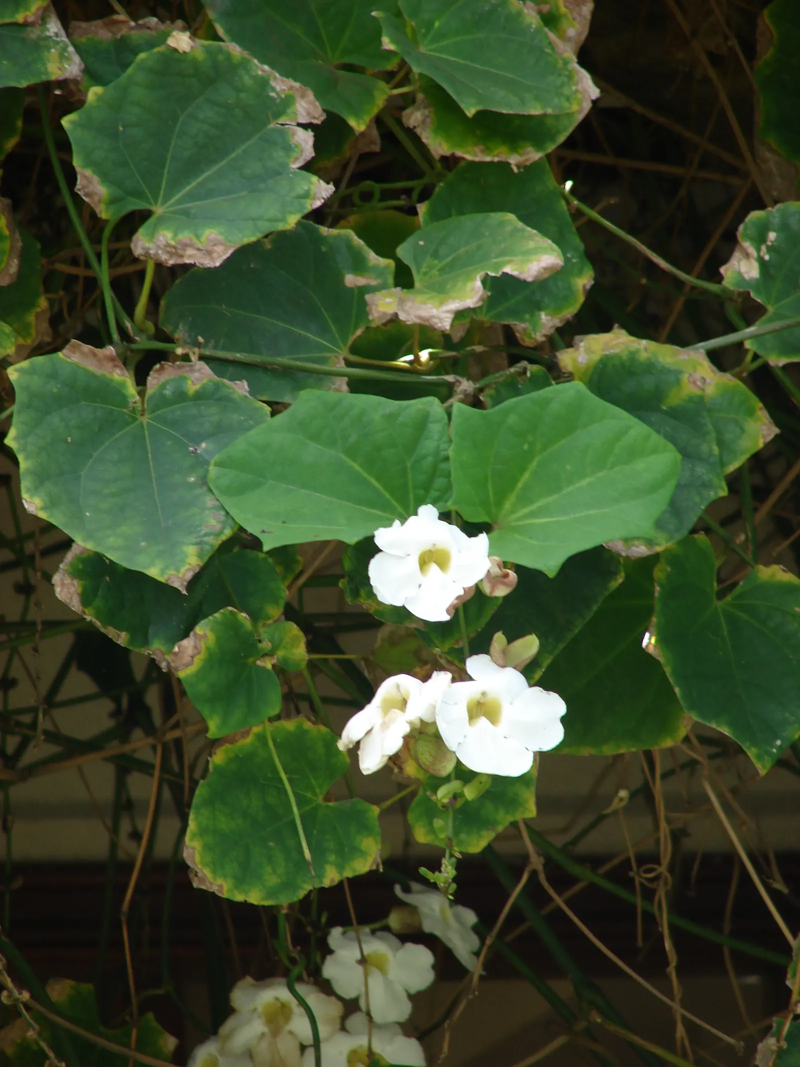 Sky Flower, Sky Vine (Thunbergia Grandiflora) — Thunbergia grandiflora, commonly known as Sky Flower or Sky Vine, is a vigorous evergreen vine, image 79