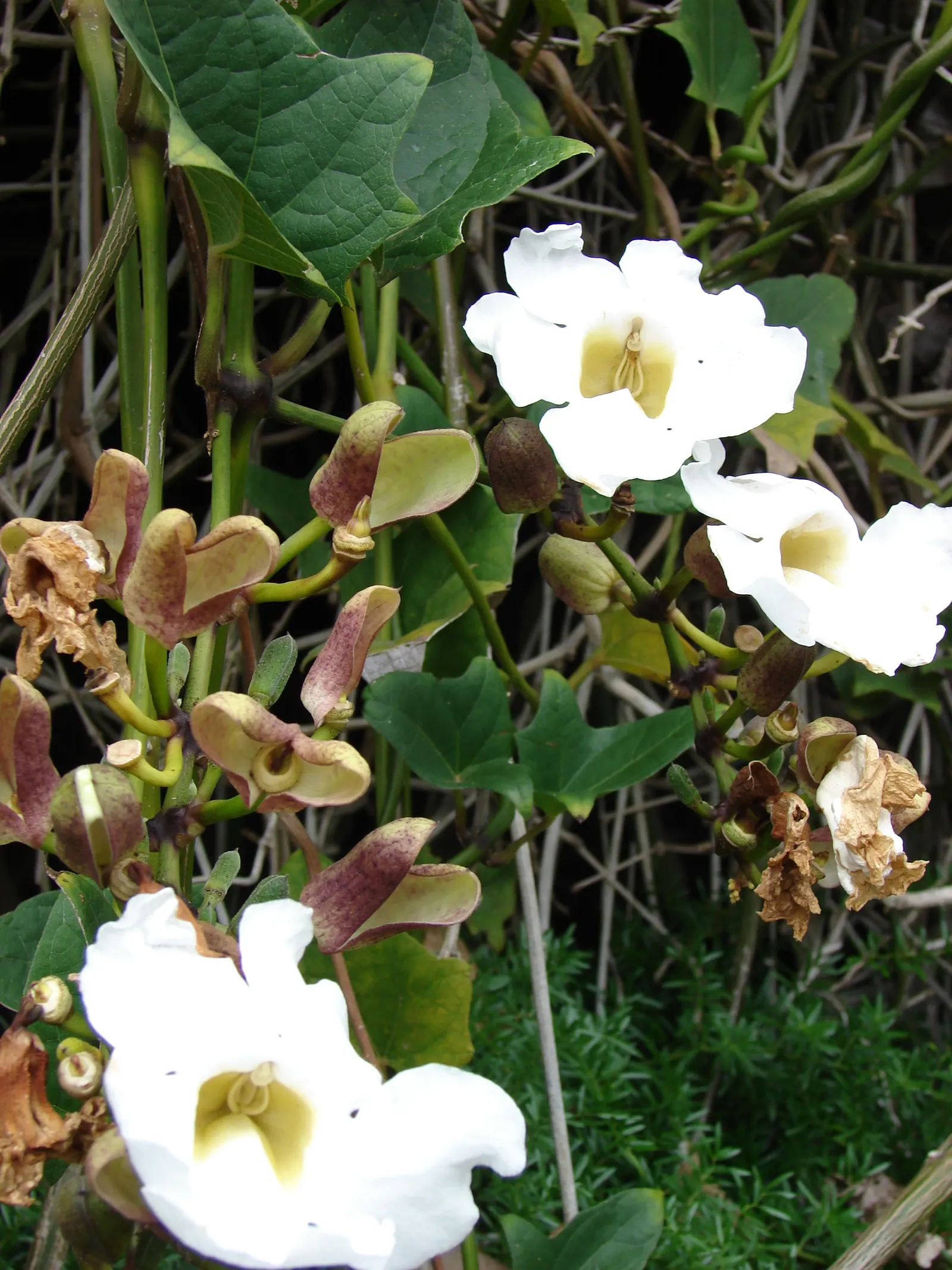 Sky Flower, Sky Vine (Thunbergia Grandiflora) — This fast-growing perennial can reach towering heights of up to 20 feet given the proper support, image 88