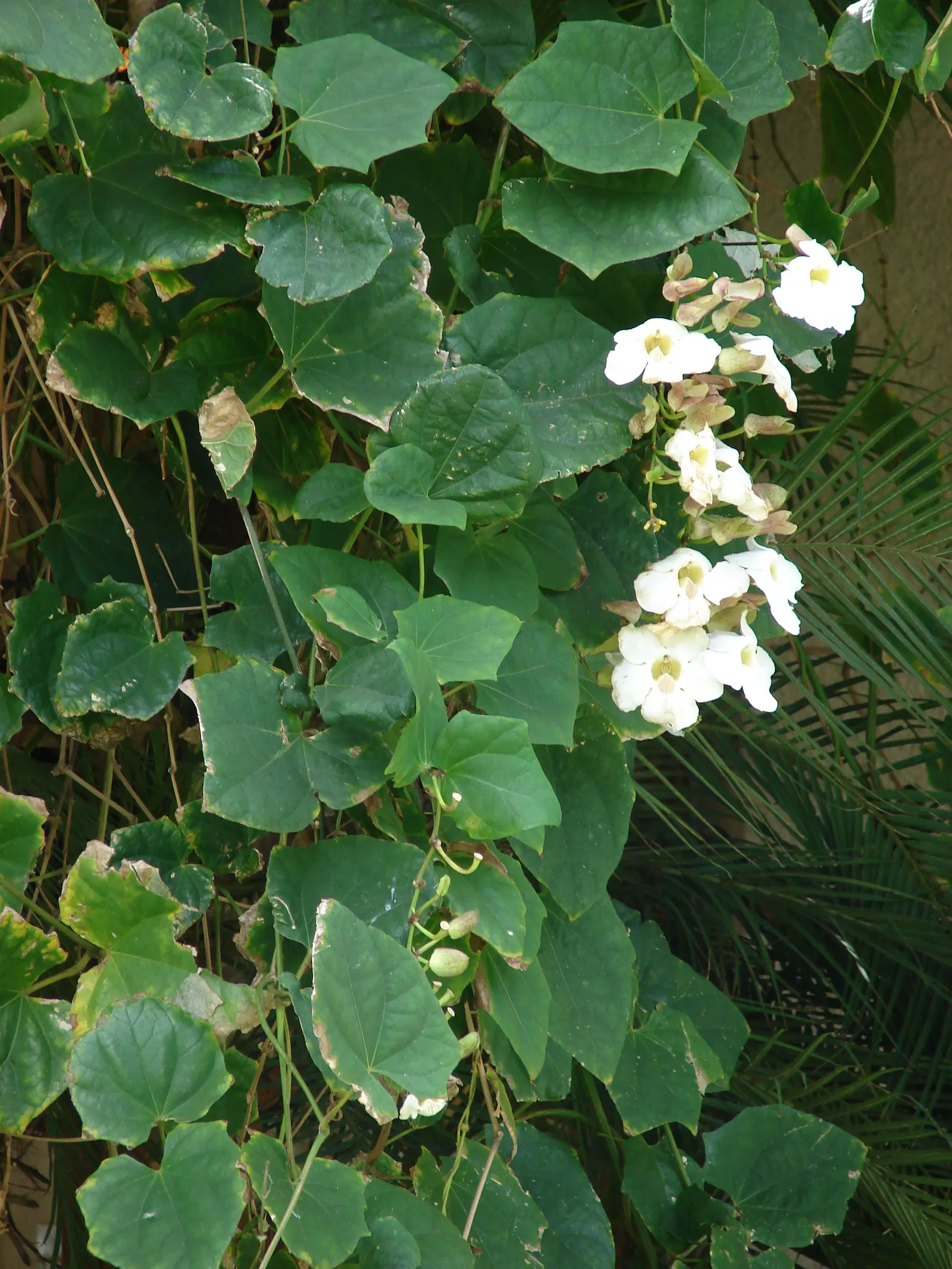 Sky Flower, Sky Vine (Thunbergia Grandiflora) — vine with blue and multi-colored and yellow blooms; offering a verdant backdrop that remains evergreen in